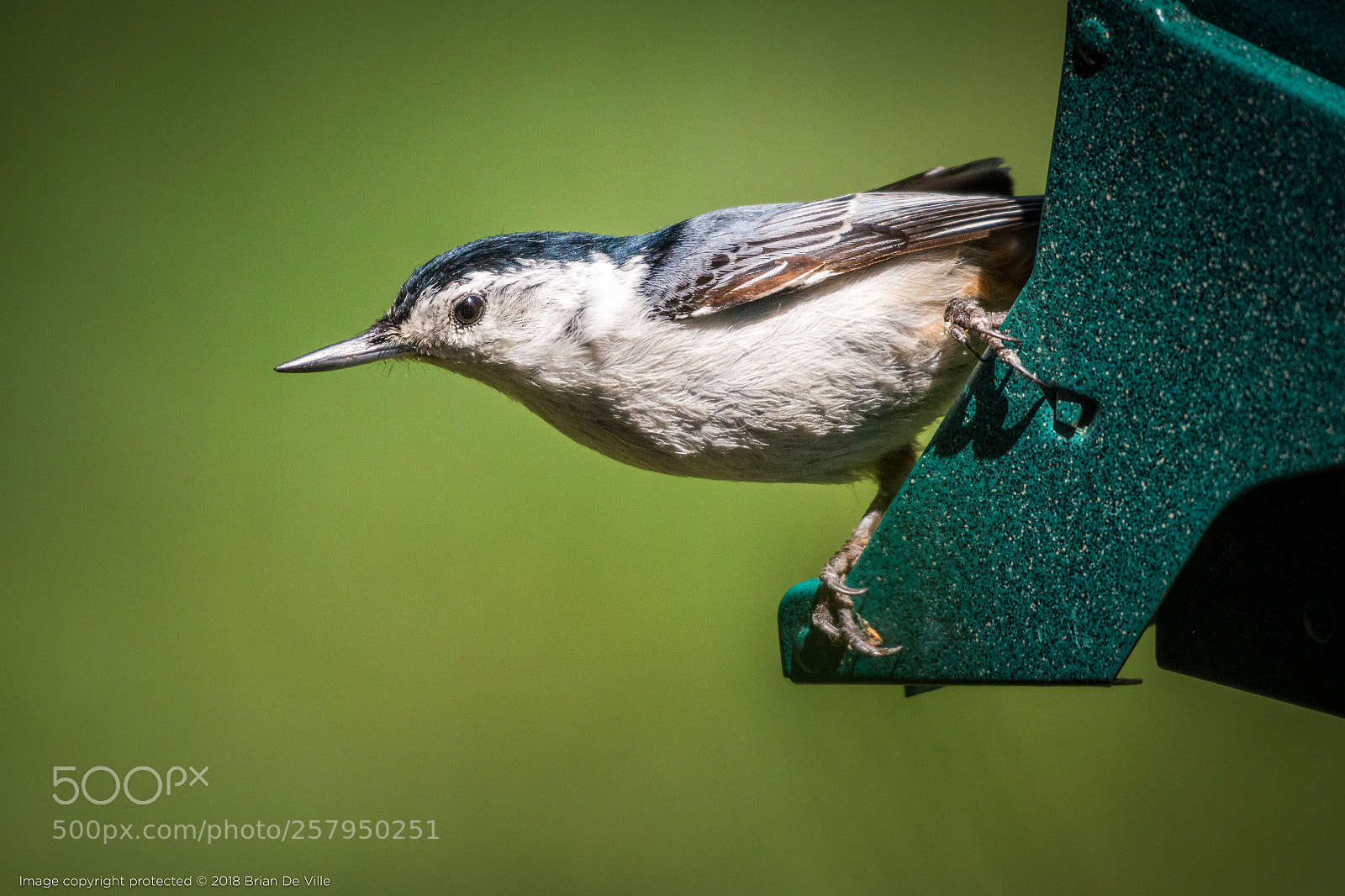 Nikon D7100 sample photo. Nuthatch photography