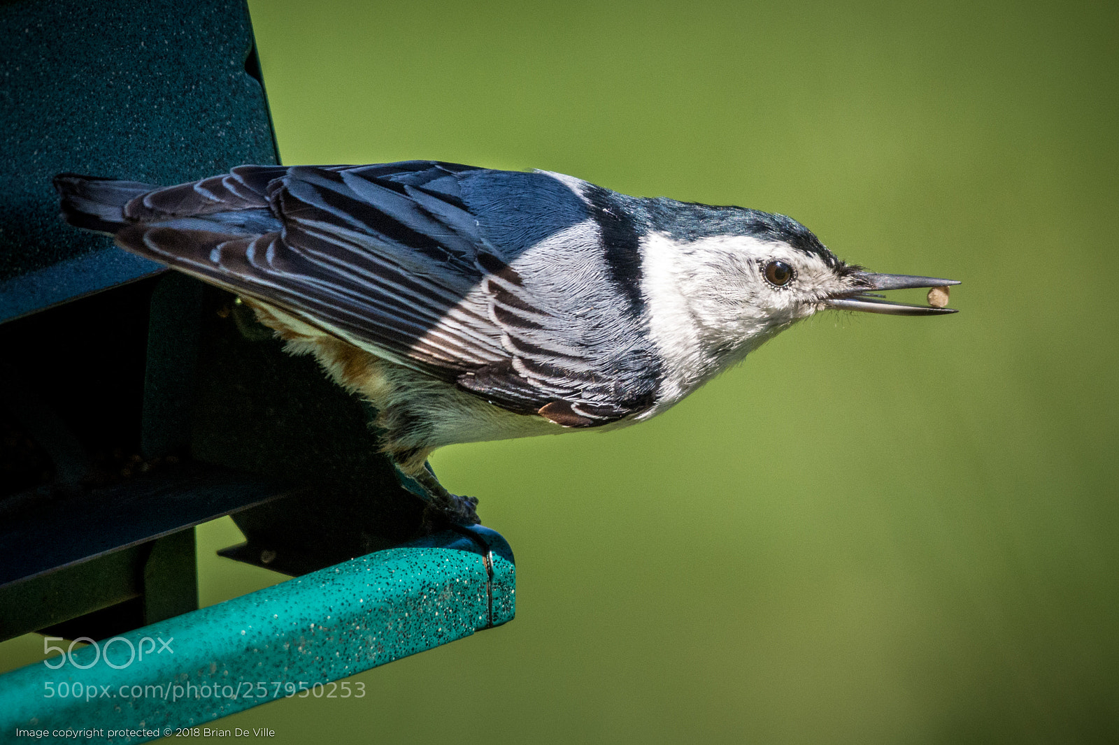 Nikon D7100 sample photo. Nuthatch photography