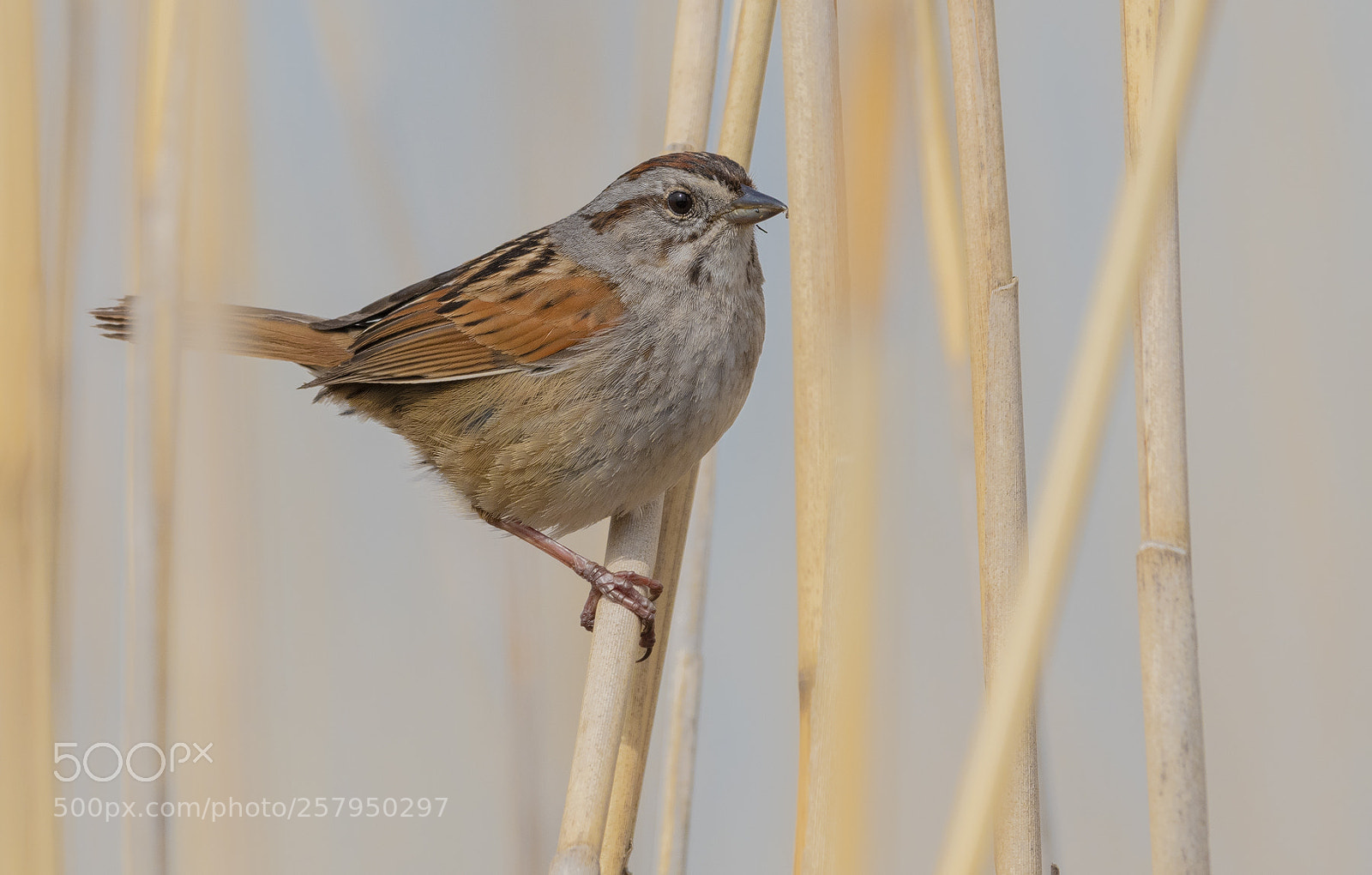 Nikon D850 sample photo. Swamp sparrow photography