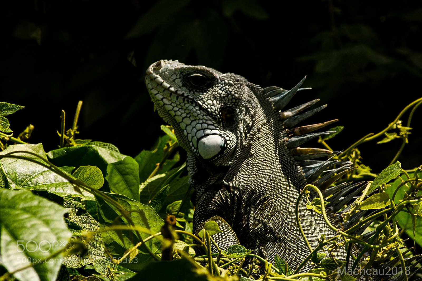 Nikon D7200 sample photo. Camaleão! photography
