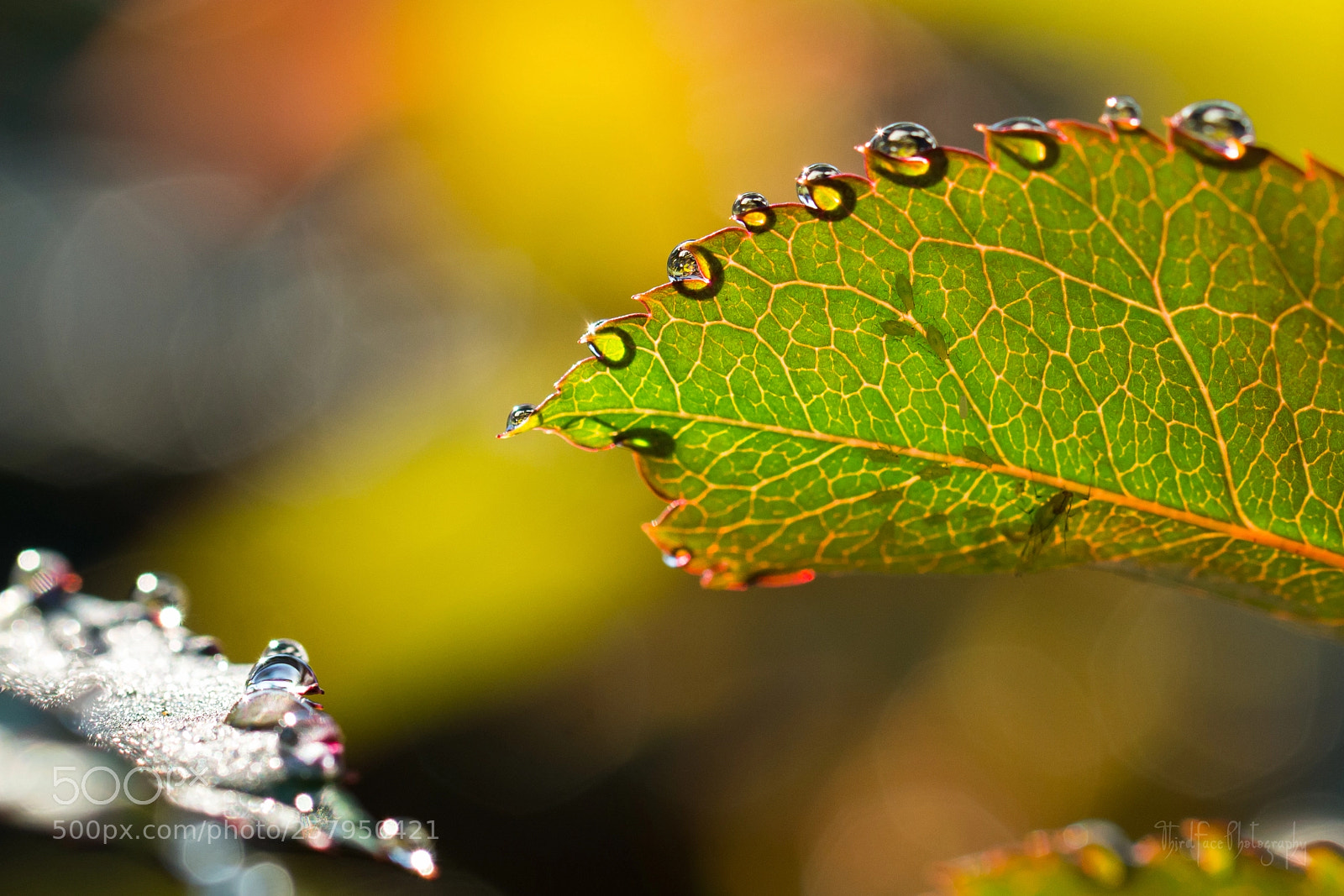 Nikon D7100 sample photo. Ephemeral jewels photography