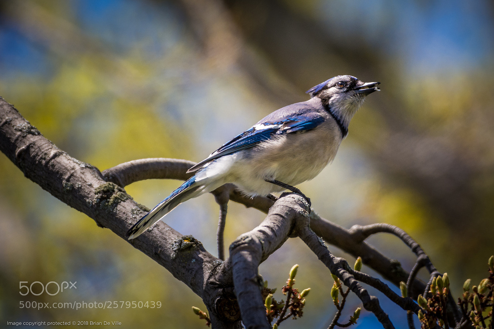 Nikon D7100 sample photo. Blue jay photography