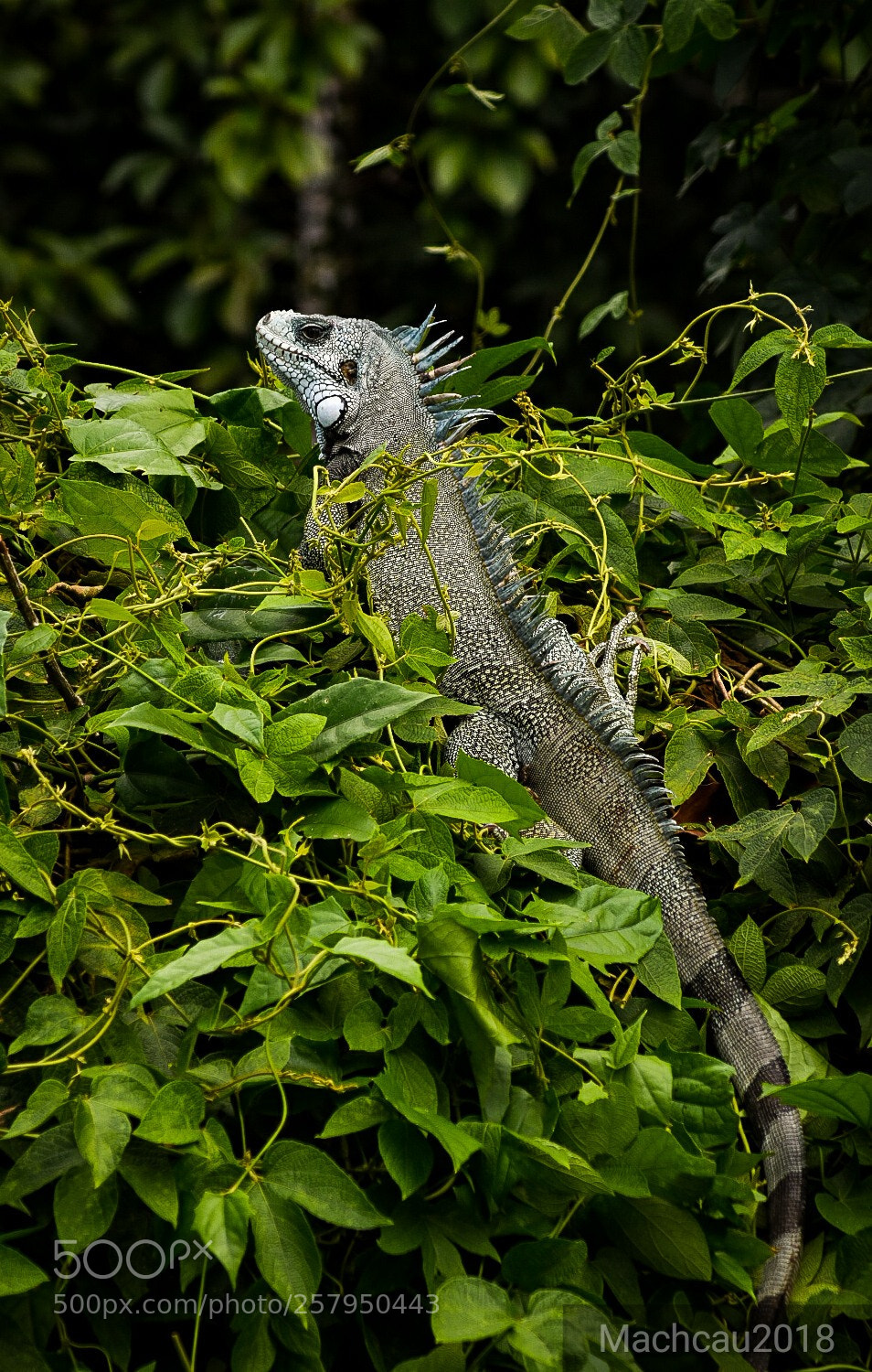 Nikon D7200 sample photo. Camaleão! dois... photography