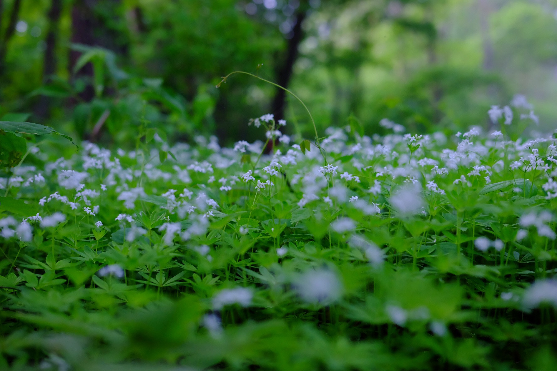 Fujifilm X-A1 sample photo