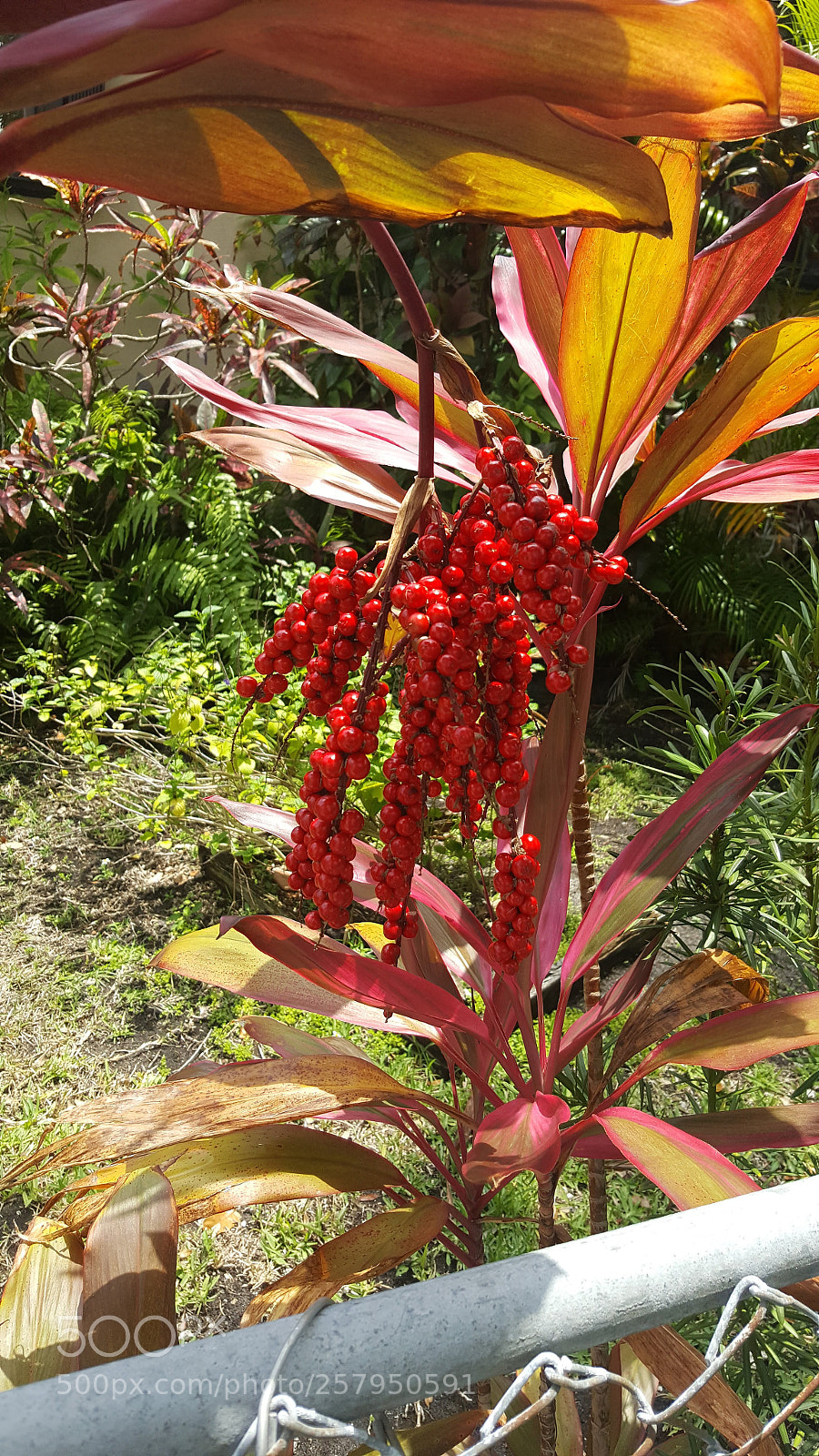 Samsung Galaxy Note5 sample photo. Untitled photography