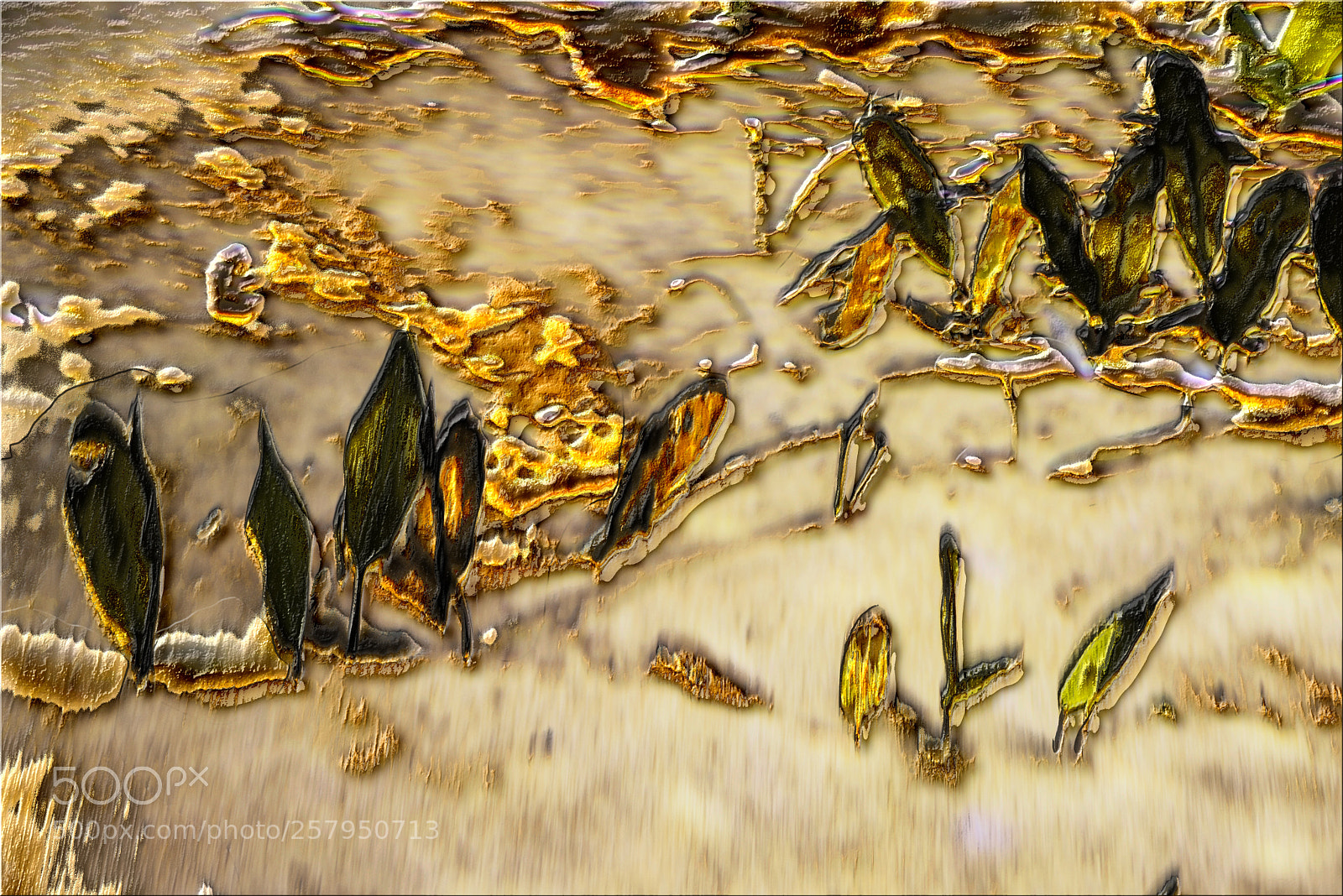 Nikon D600 sample photo. Seaweed photography