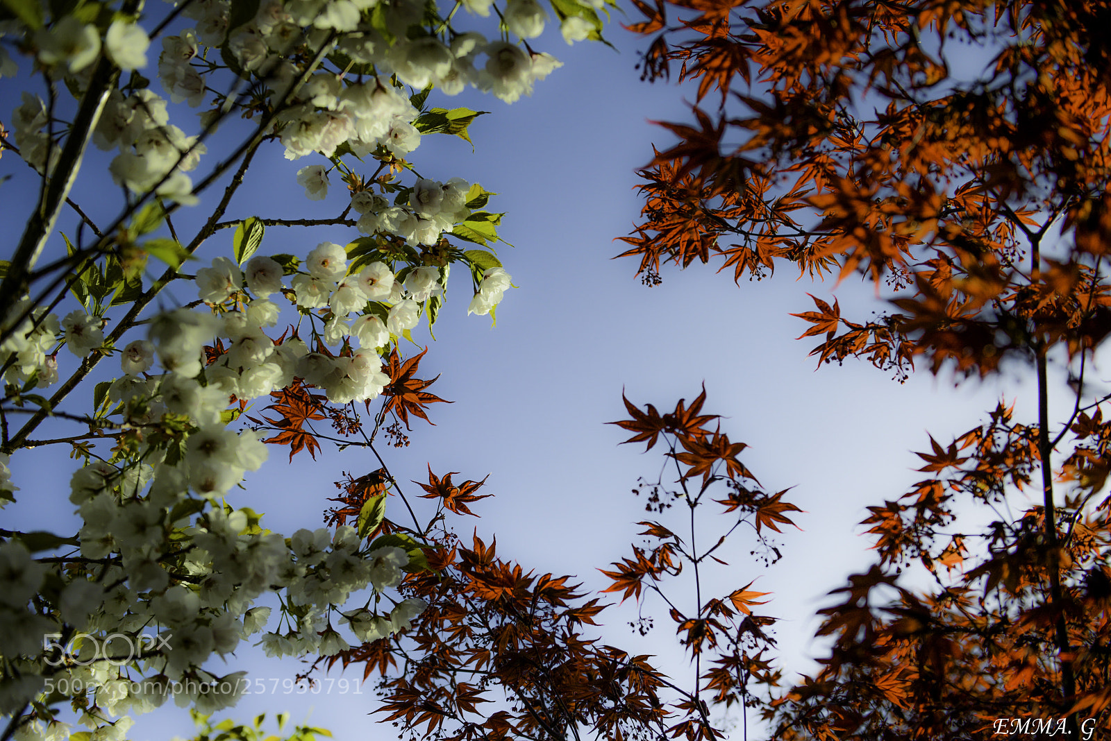 Nikon D800 sample photo. Cherry and maple leaves photography