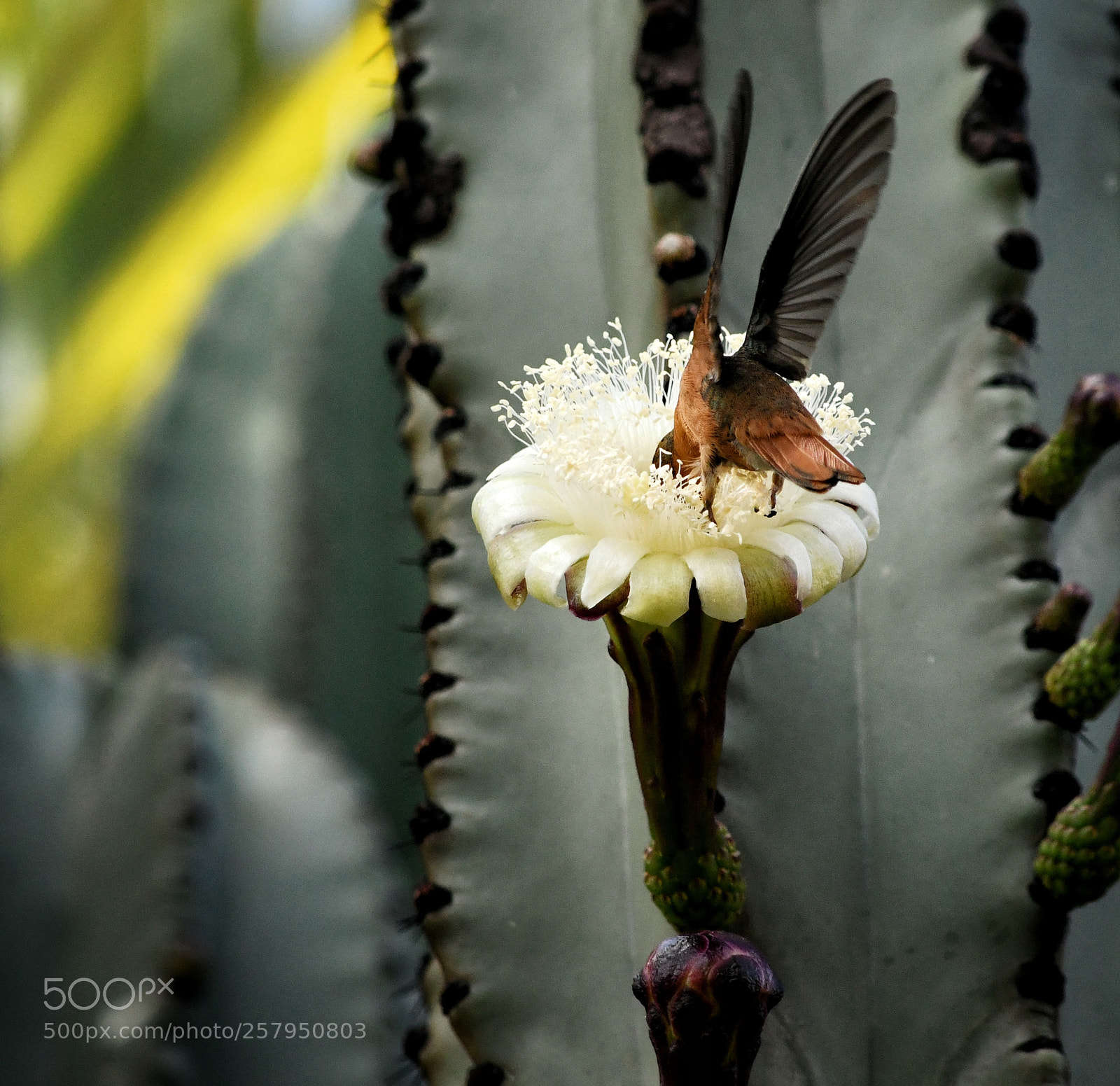 Nikon D7500 sample photo. Colibr canela en flor photography