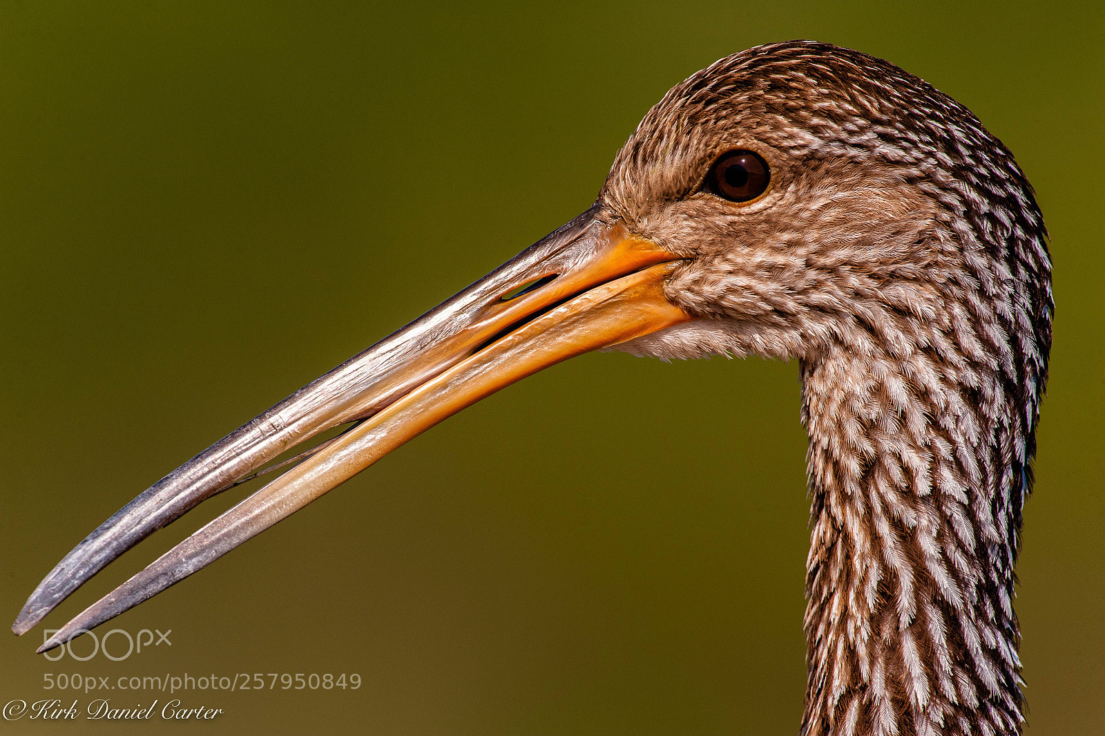 Nikon D3 sample photo. Limpkin headshot photography