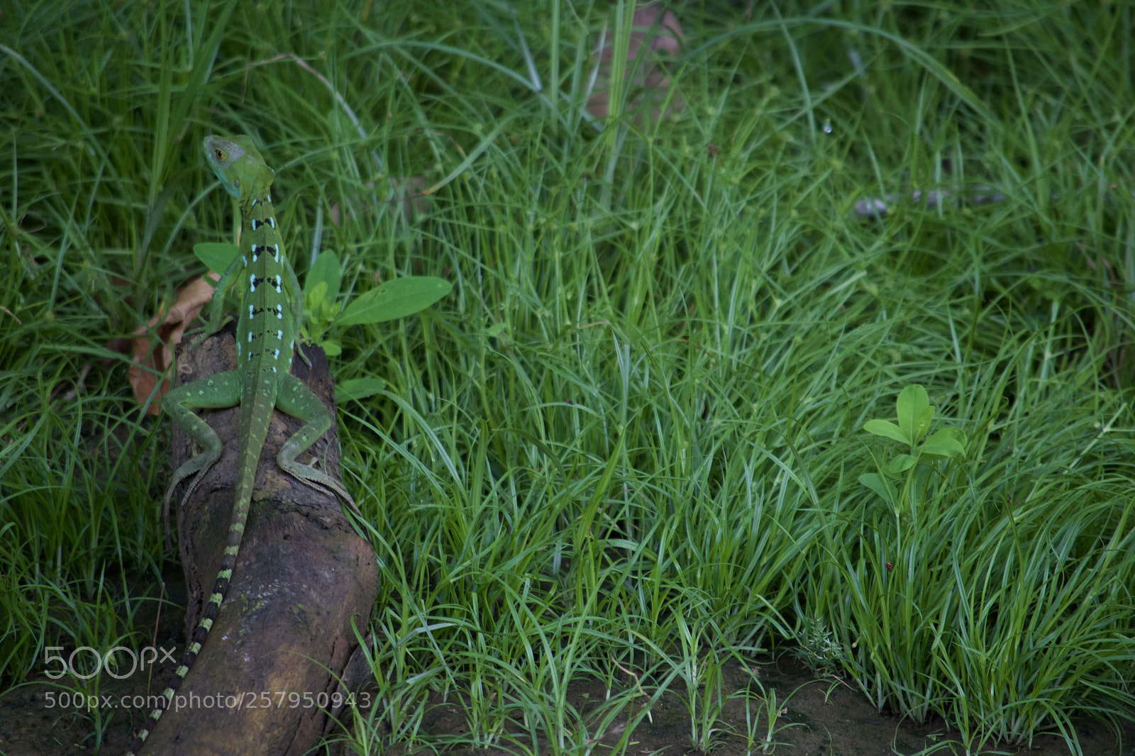 Nikon D3300 sample photo. Green iguana photography