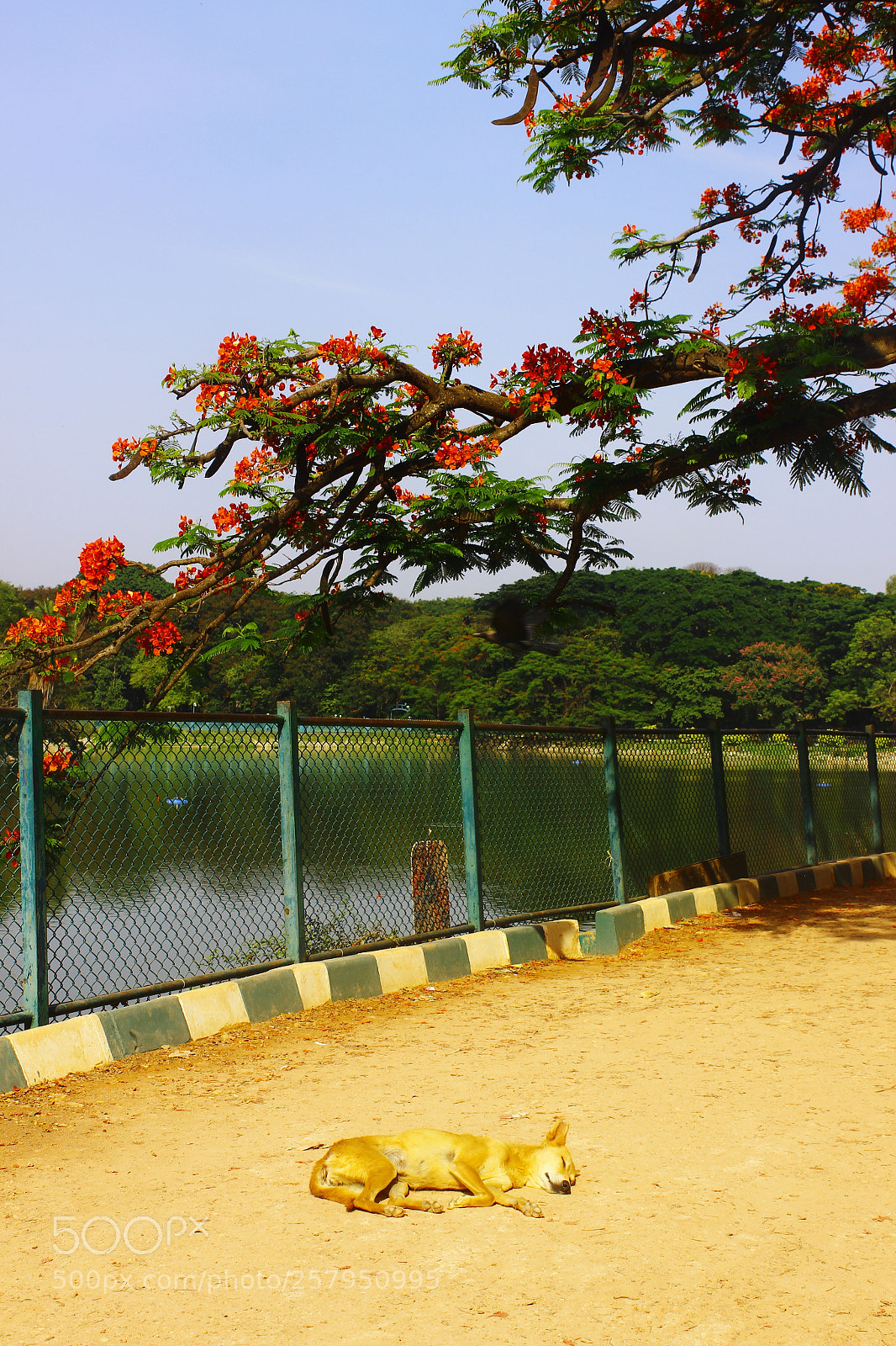 Canon EOS 600D (Rebel EOS T3i / EOS Kiss X5) sample photo. Sunday mornings photography