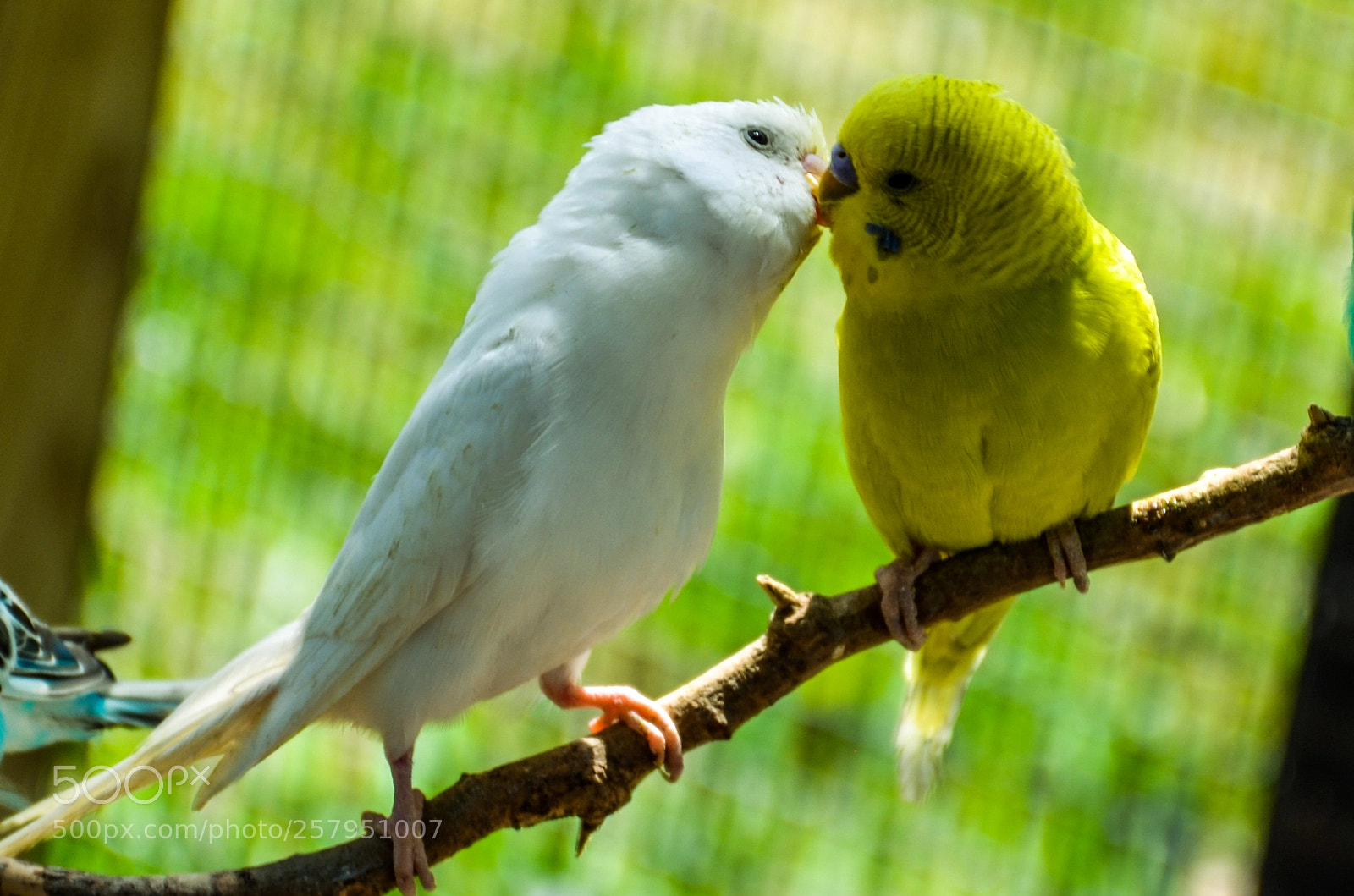 Nikon D7000 sample photo. Birds kissing photography