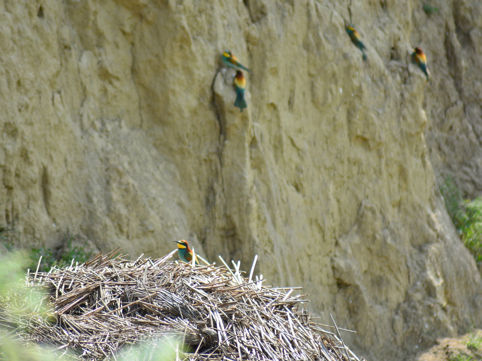 Nikon D5200 sample photo. Bee-eaters are back photography