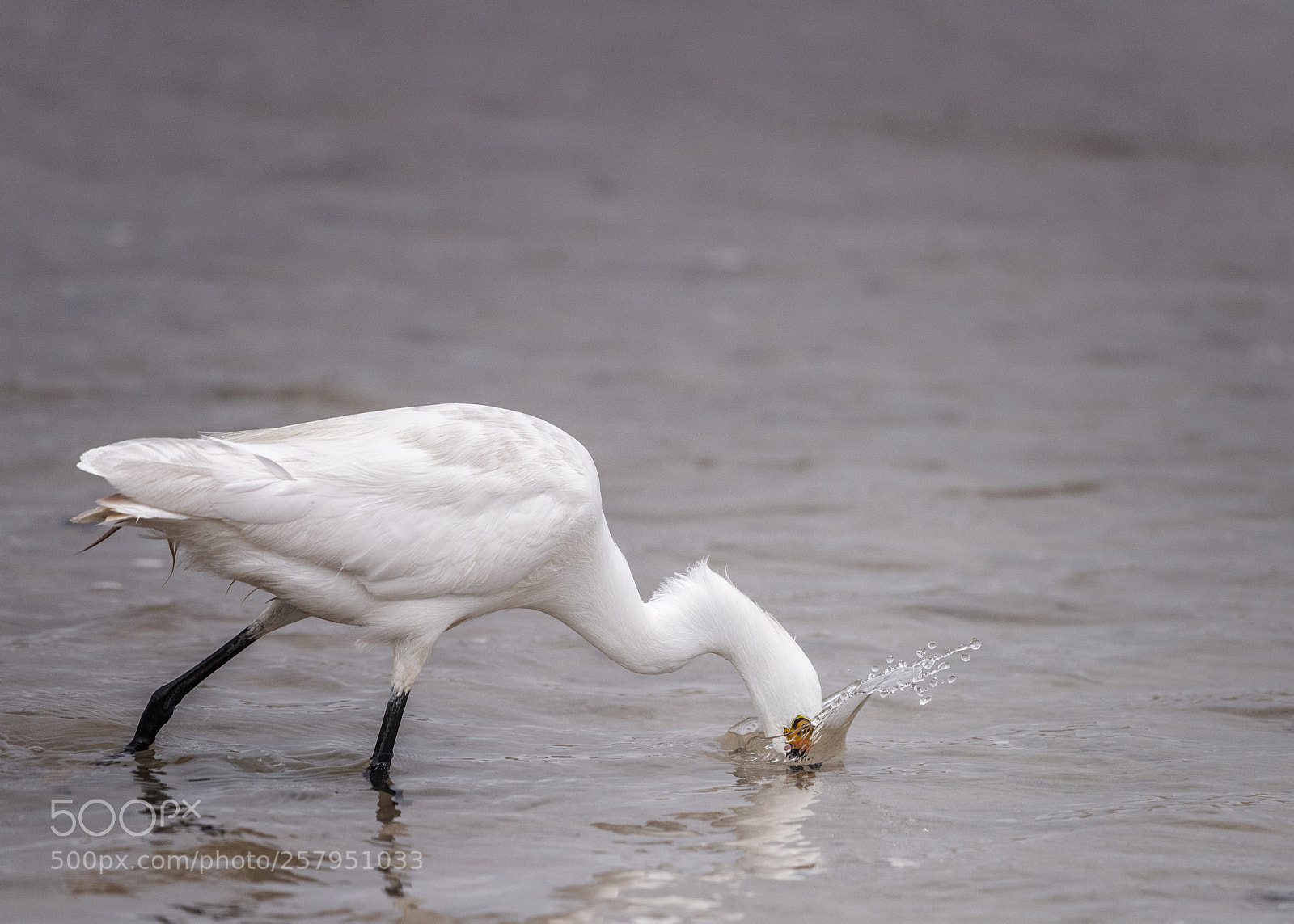 Nikon D810 sample photo. Snowy egret hunting for photography