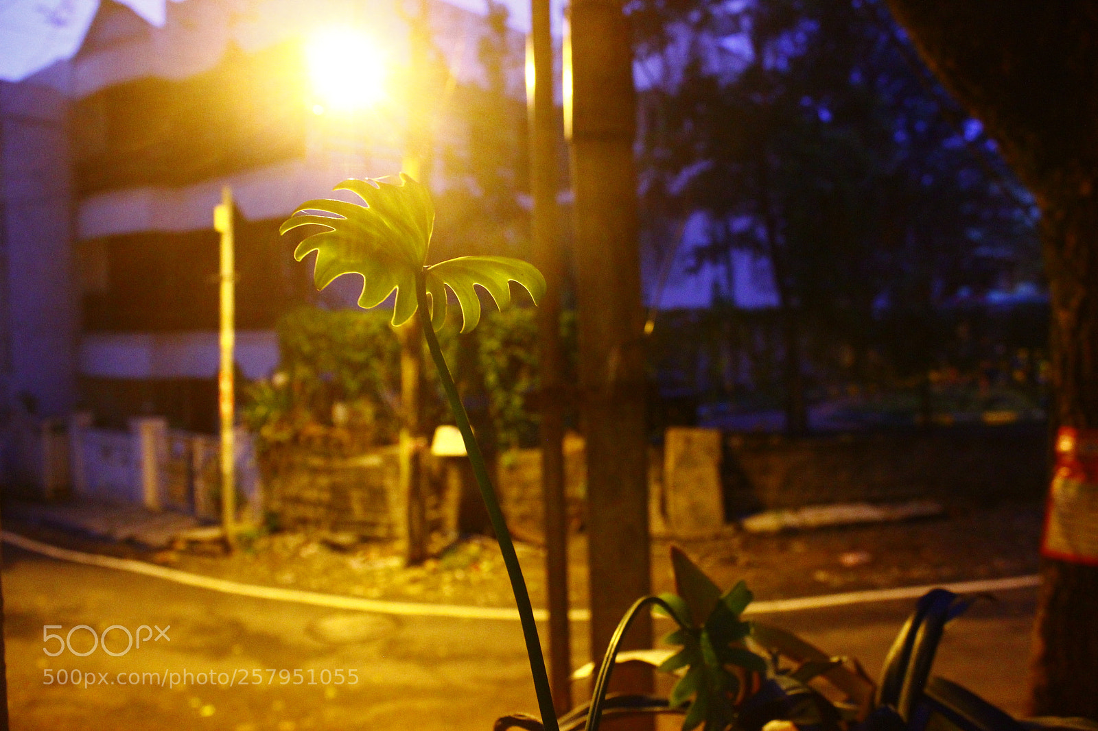 Canon EOS 600D (Rebel EOS T3i / EOS Kiss X5) sample photo. Make my own sunshine photography