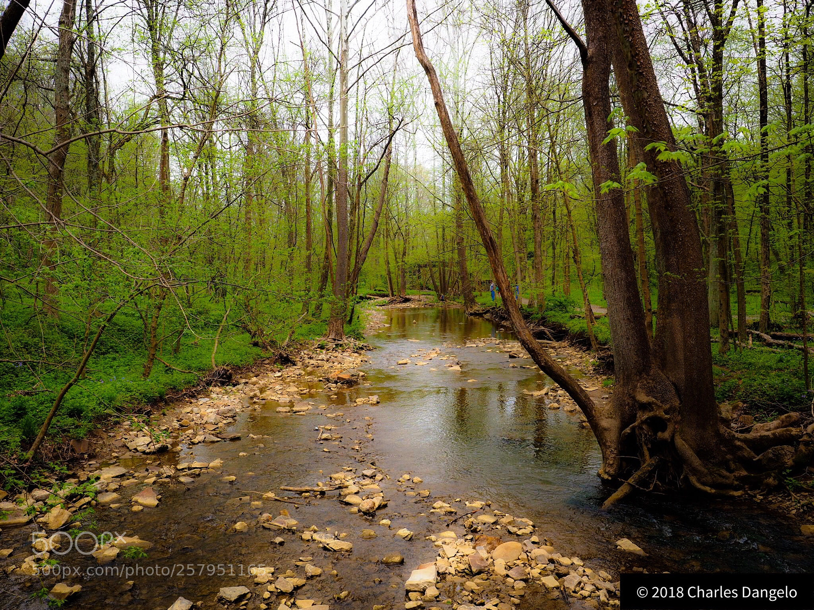 Olympus PEN-F sample photo. Cedar creek photography