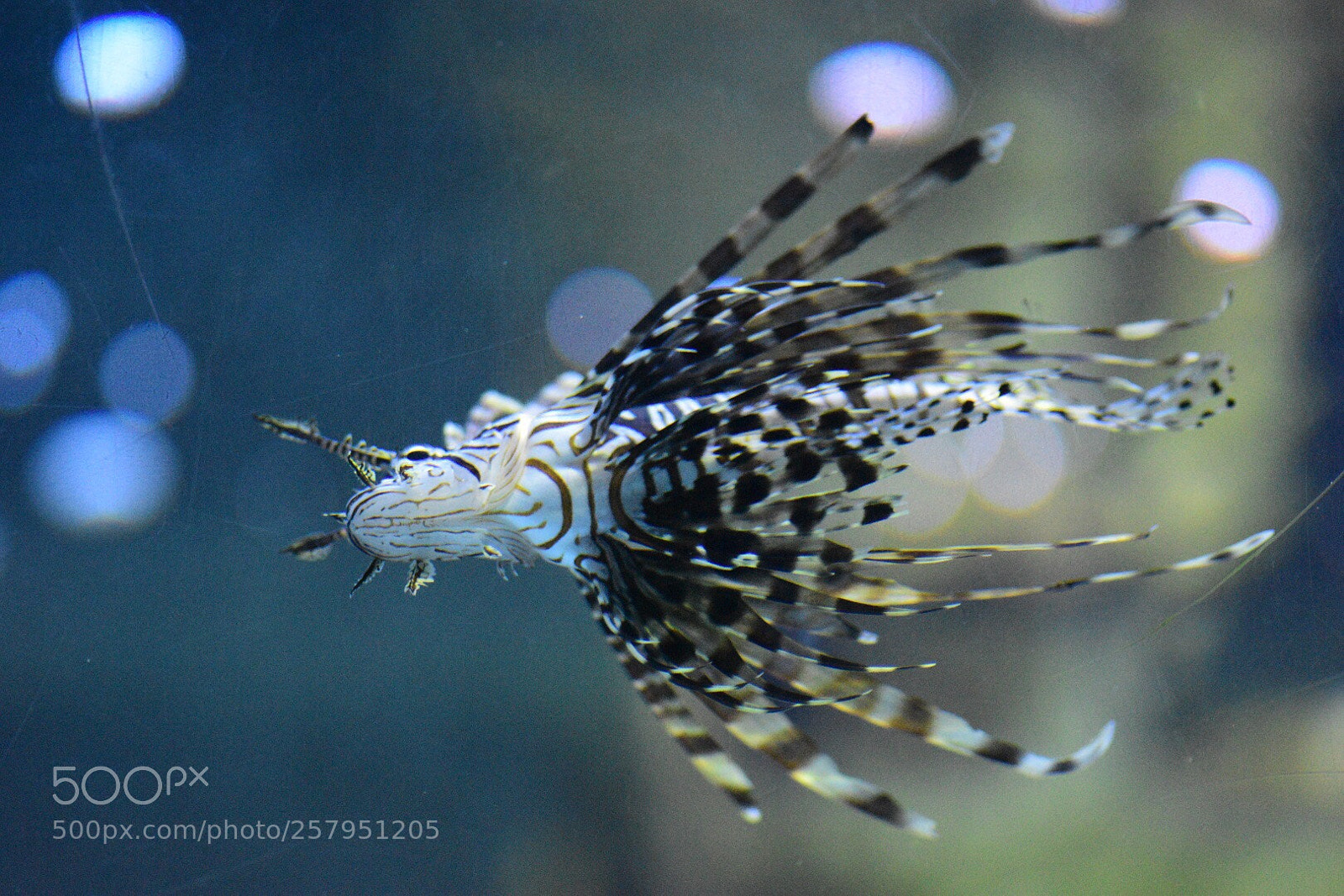 Nikon D5500 sample photo. Lion fish photography