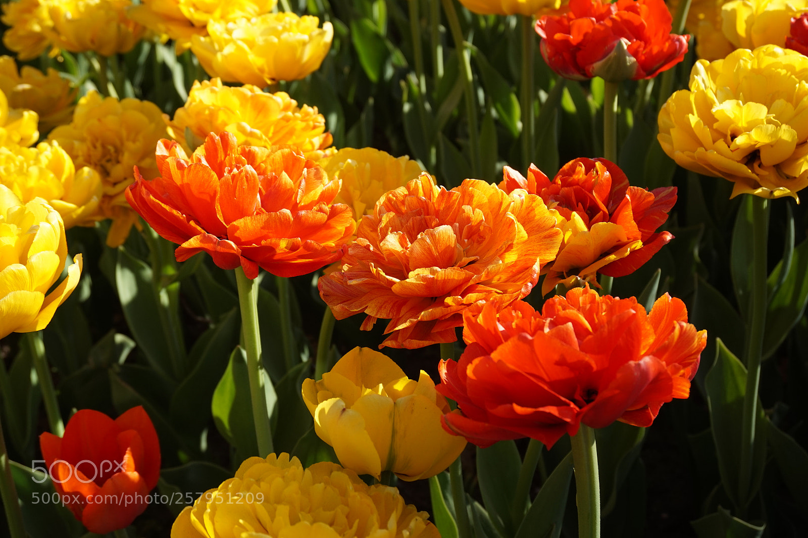 Sony Alpha a5000 (ILCE 5000) sample photo. "sun lover" photography