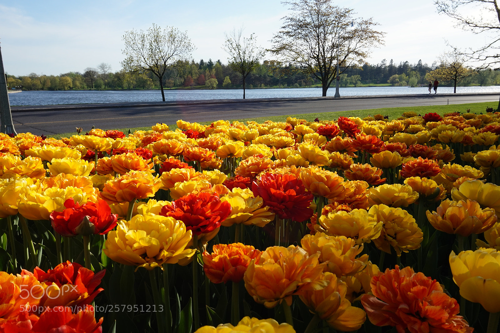 Sony Alpha a5000 (ILCE 5000) sample photo. Complementary photography