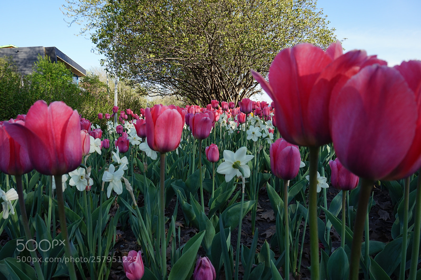 Sony Alpha a5000 (ILCE 5000) sample photo. "pink emperor" photography
