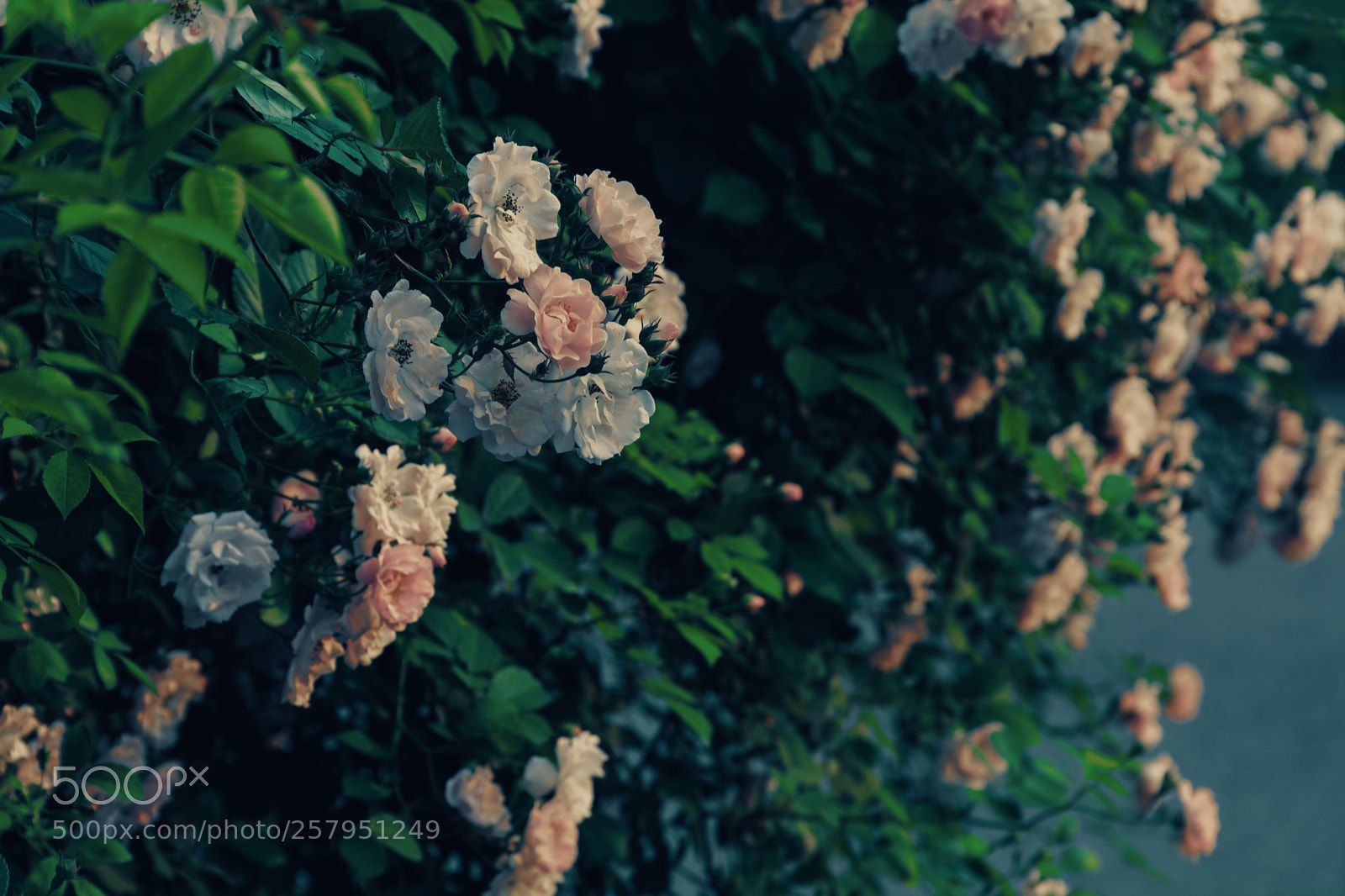 Nikon D7100 sample photo. Summer photography