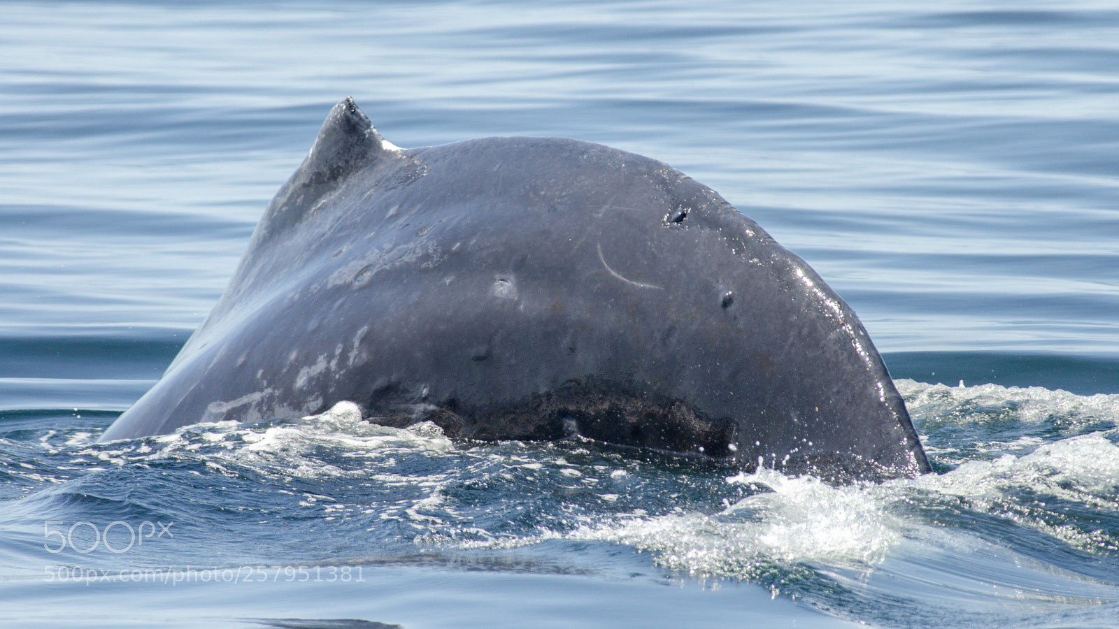 Nikon D7000 sample photo. Humpback whale diving photography