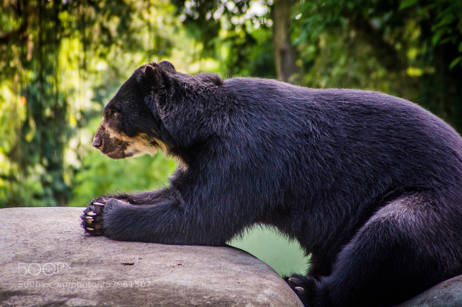 Nikon D7100 sample photo. Zoo rio photography