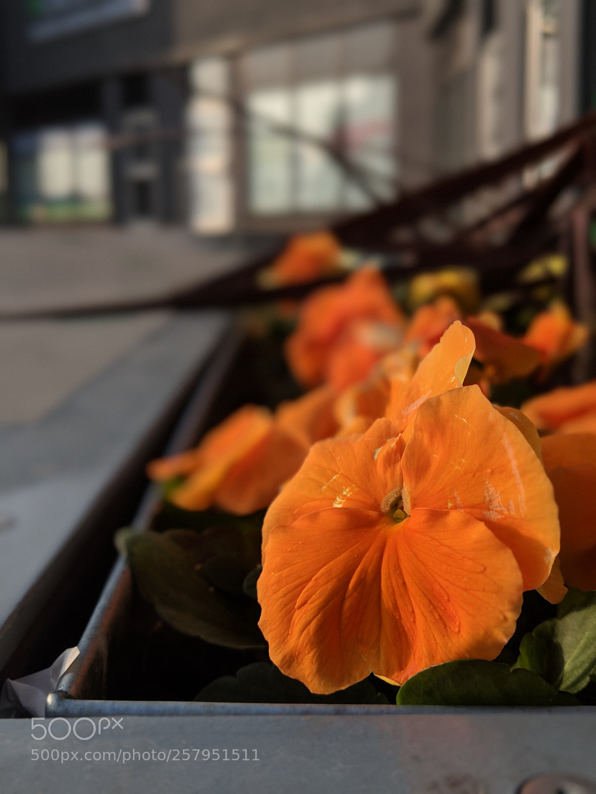 Google Pixel 2 XL sample photo. Untitled photography
