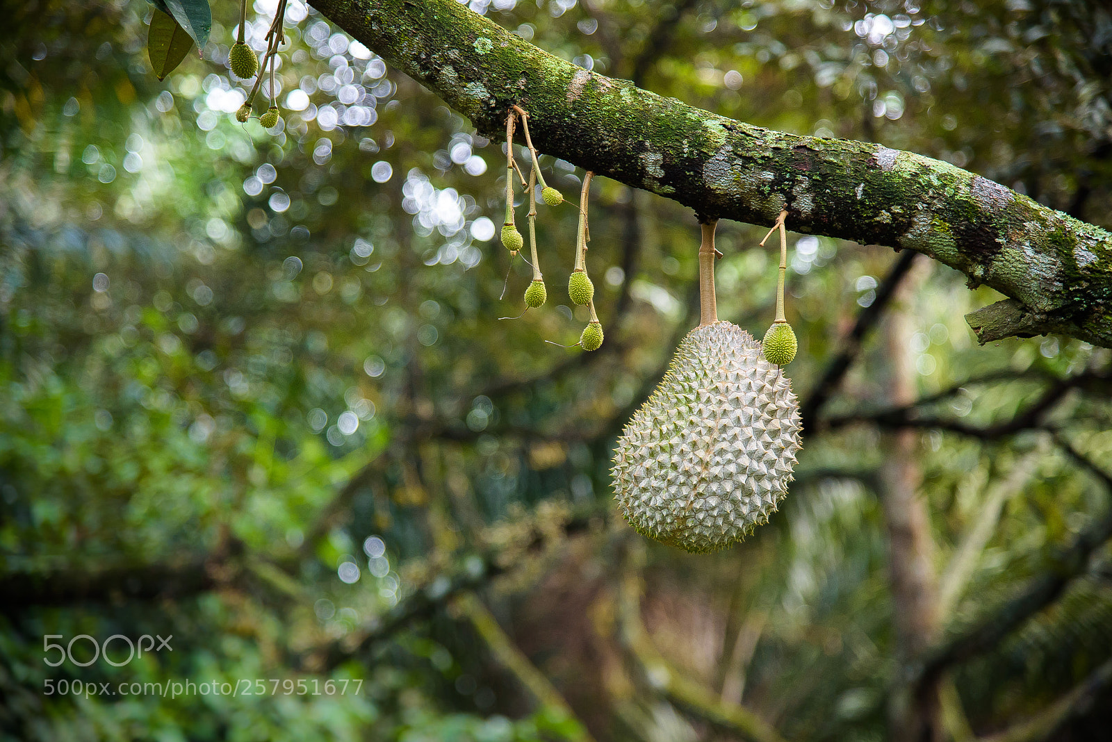 Nikon D750 sample photo. Durian fruits photography