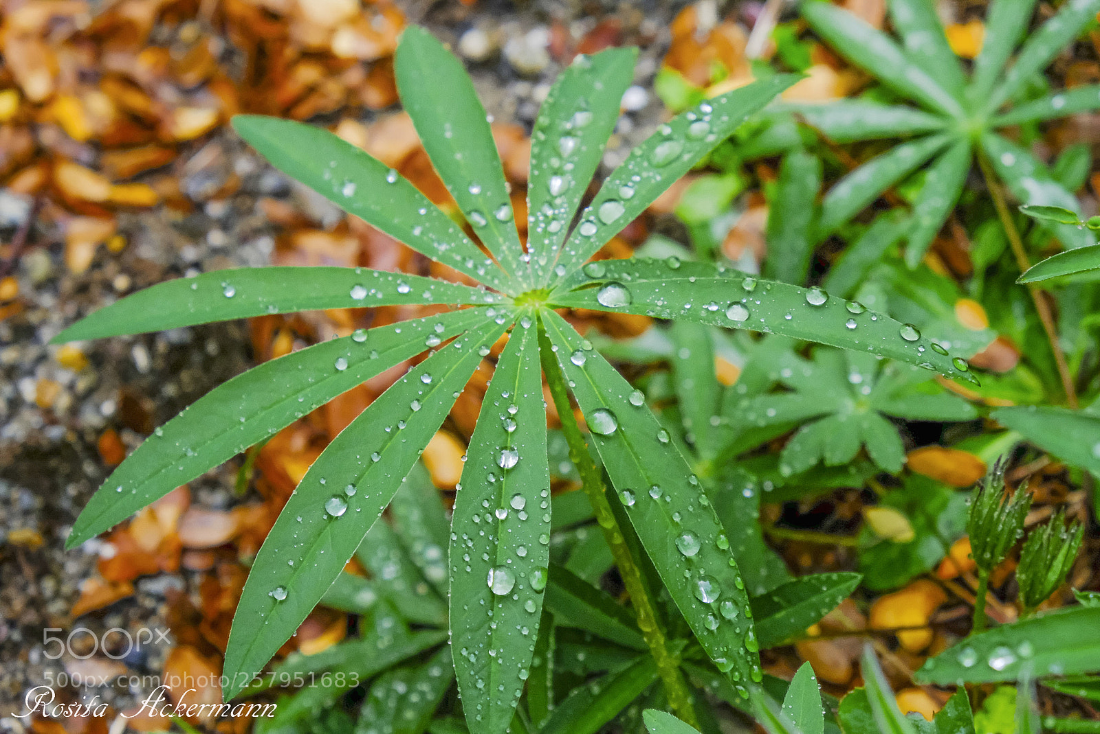 Fujifilm X-T20 sample photo. Fall drops shining photography