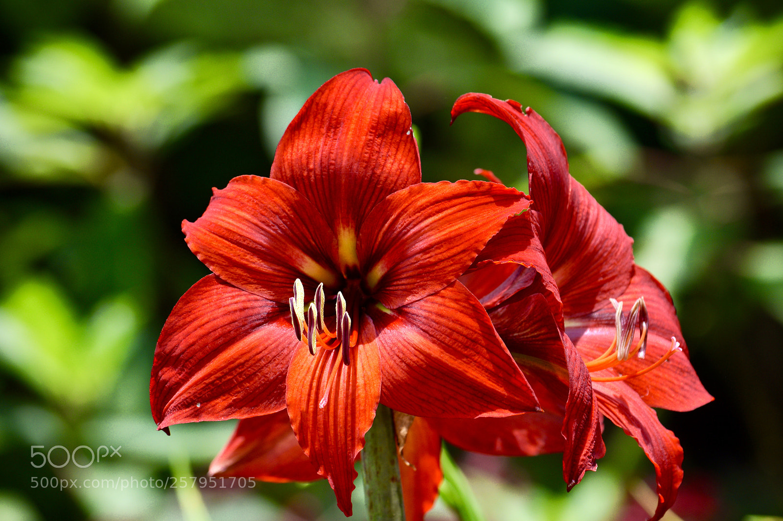 Nikon D3300 sample photo. Fullsizeoutput d photography