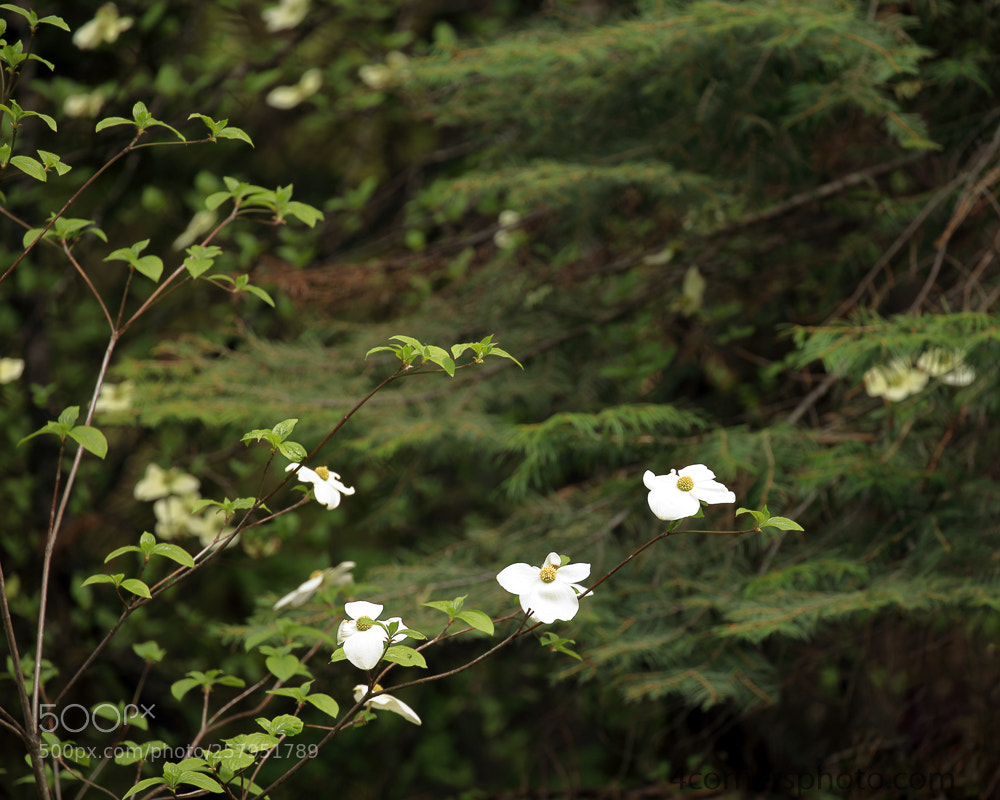 Canon EOS 6D sample photo. Dogwood blossoms, tuolumne county photography