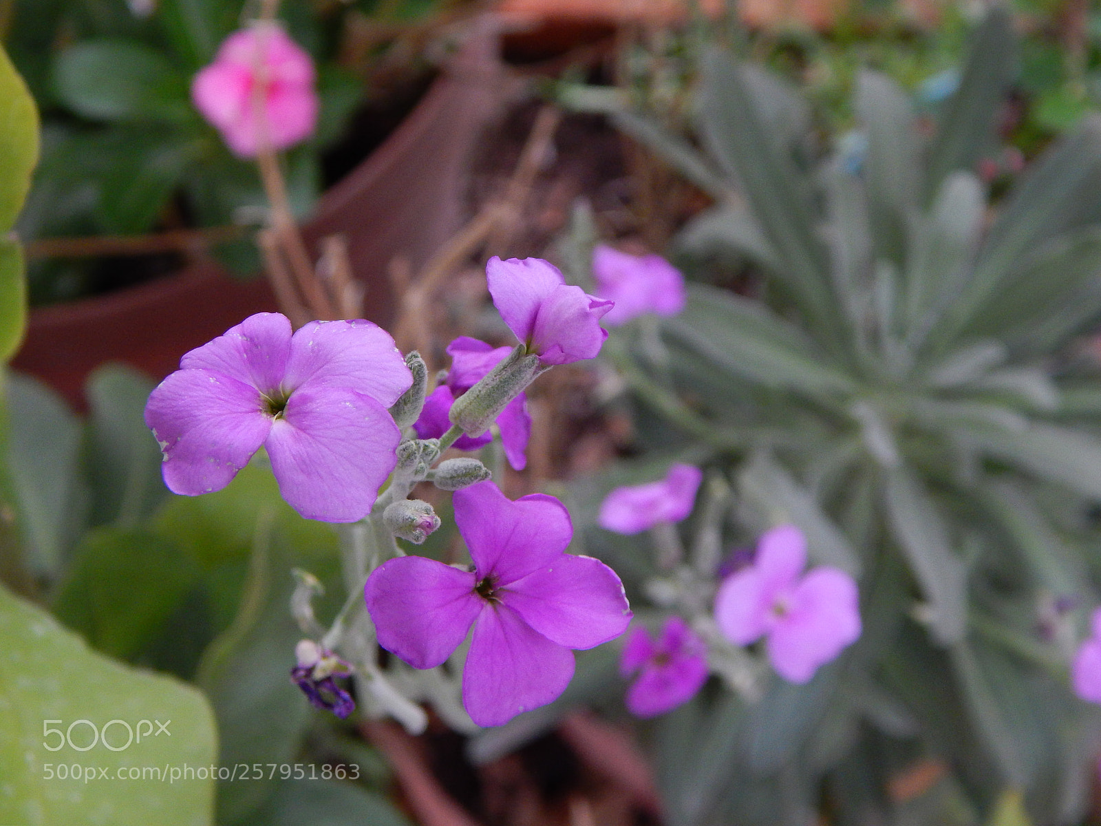 Nikon Coolpix L820 sample photo. Pequeñitas photography