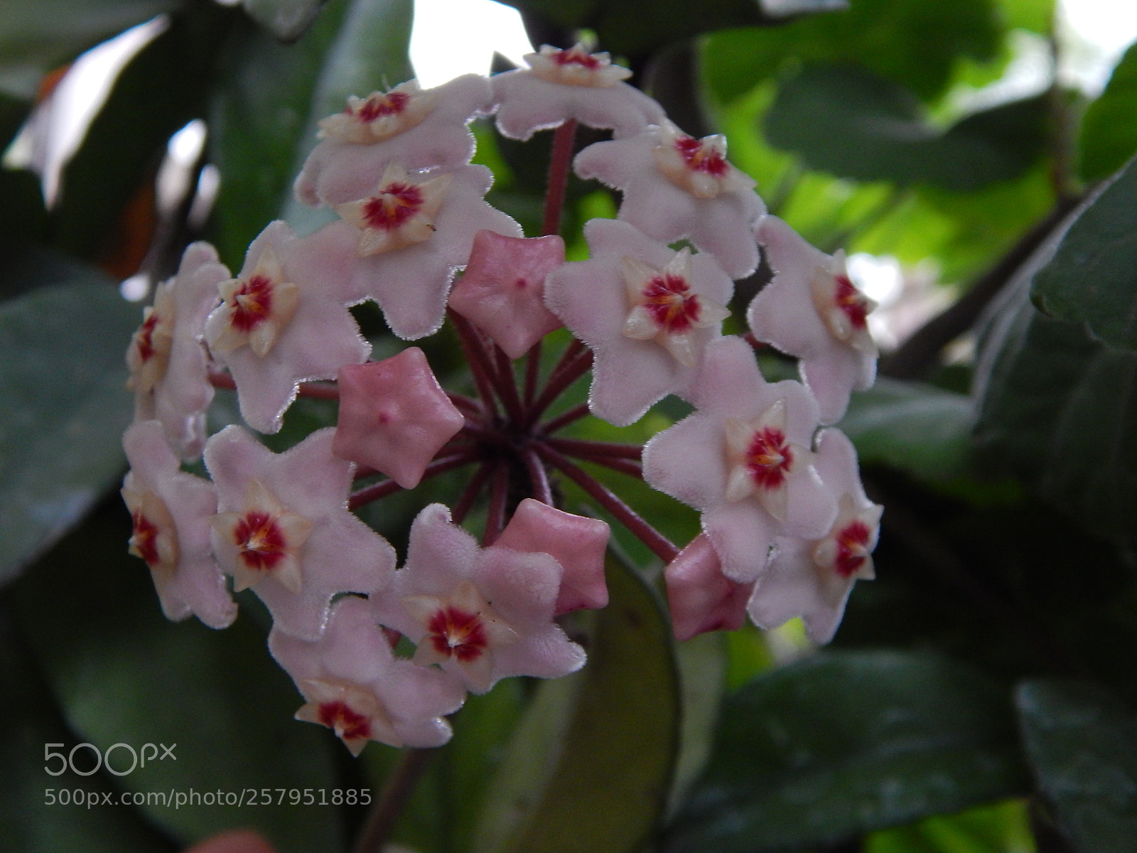 Nikon Coolpix L820 sample photo. Like a dream photography