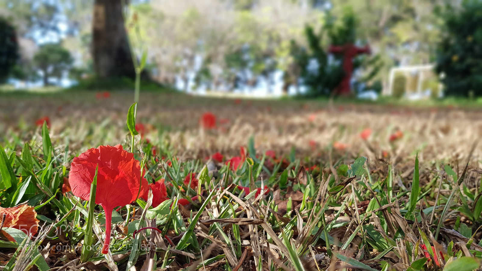 Samsung Galaxy S8+ sample photo. Red photography
