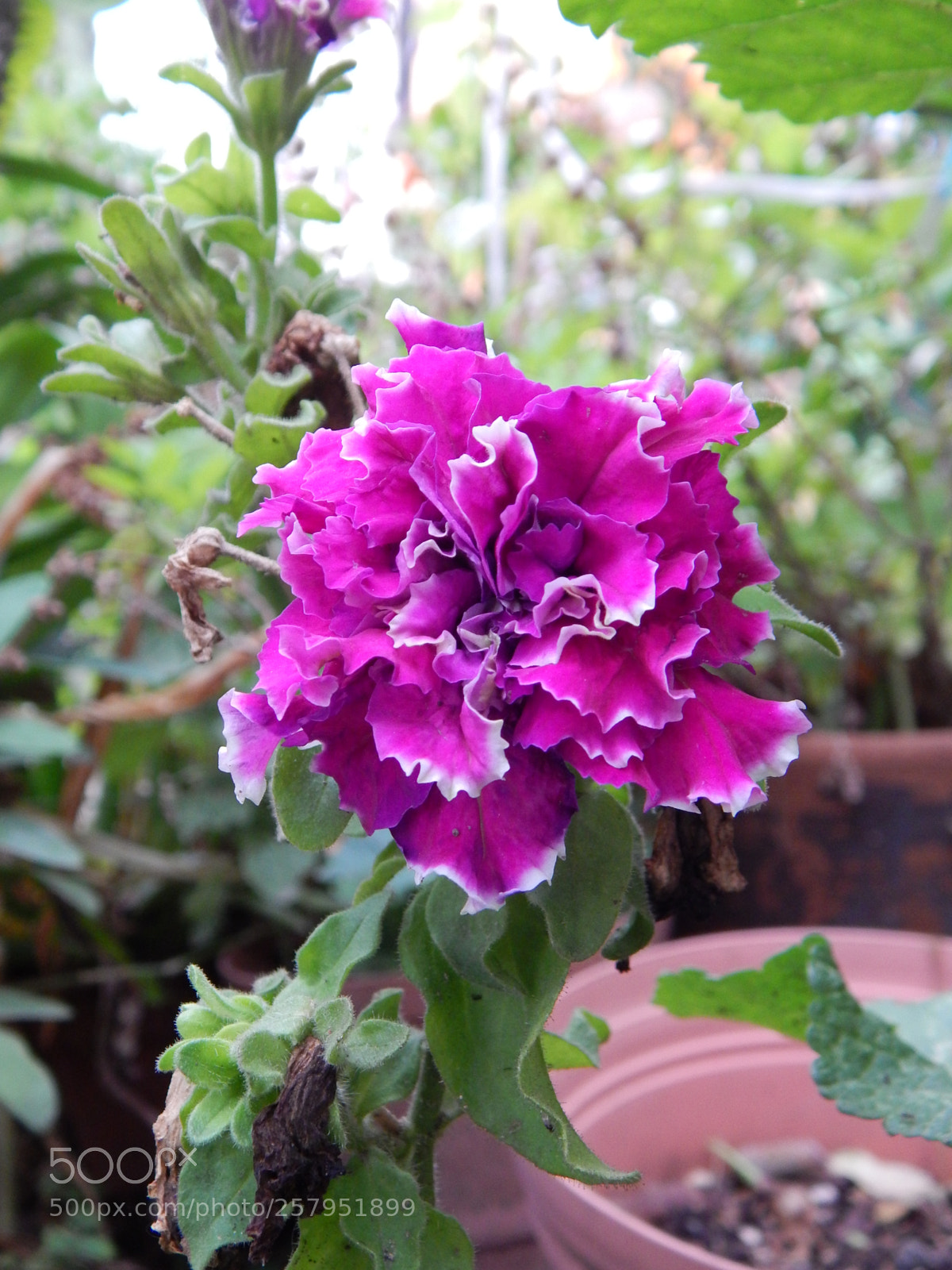 Nikon Coolpix L820 sample photo. Buum photography