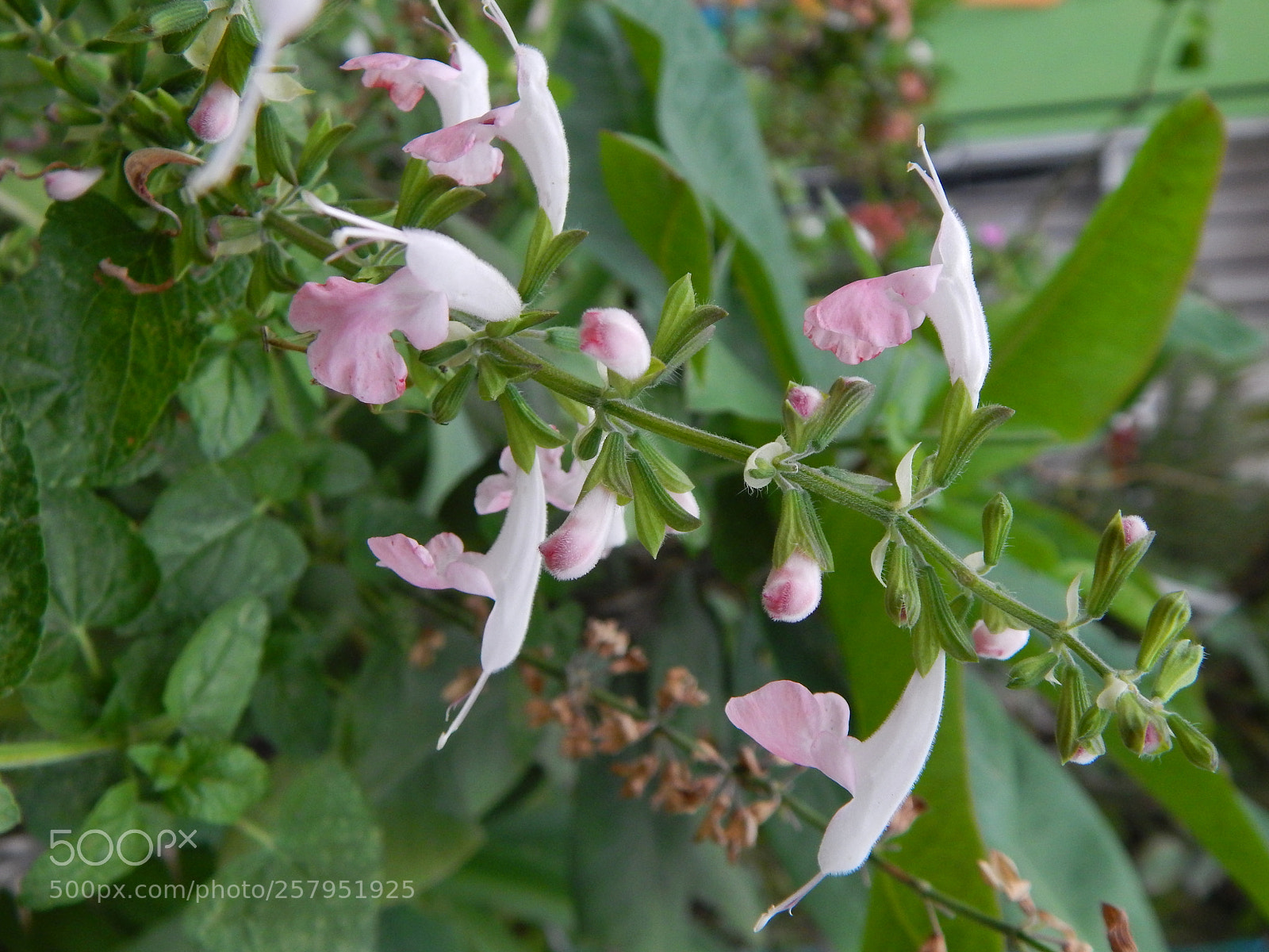 Nikon Coolpix L820 sample photo. Different photography