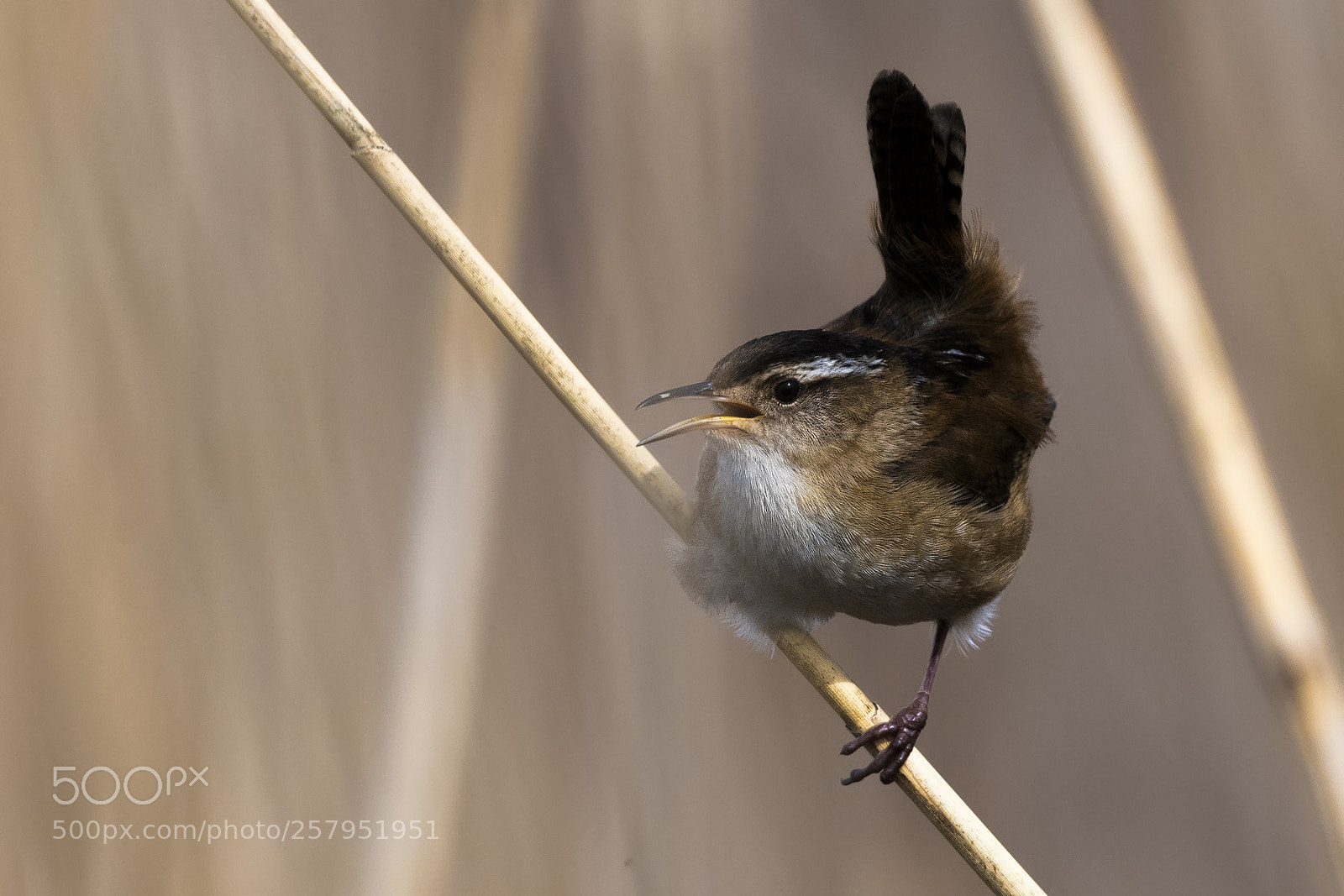 Nikon D850 sample photo. Marsh wren photography