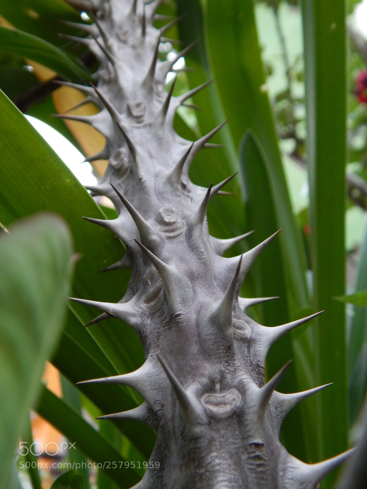 Nikon Coolpix L820 sample photo. Brutalmente hermoso photography