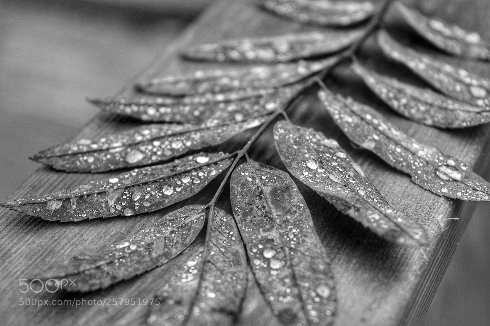 Nikon D3300 sample photo. Leaf photography