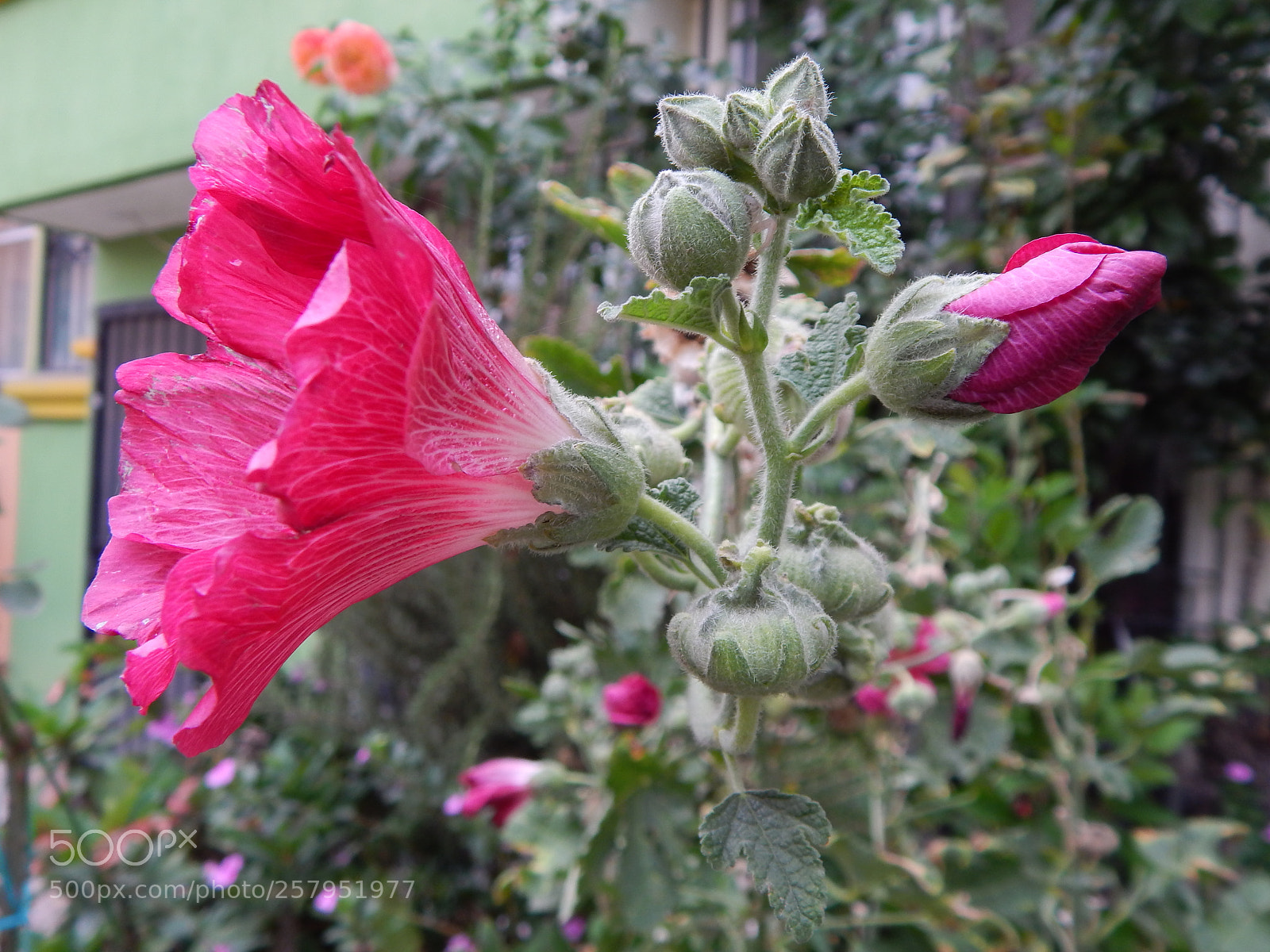 Nikon Coolpix L820 sample photo. Versiones diferentes photography