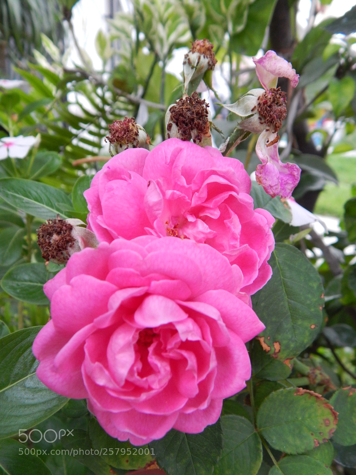 Nikon Coolpix L820 sample photo. Dos en uno photography