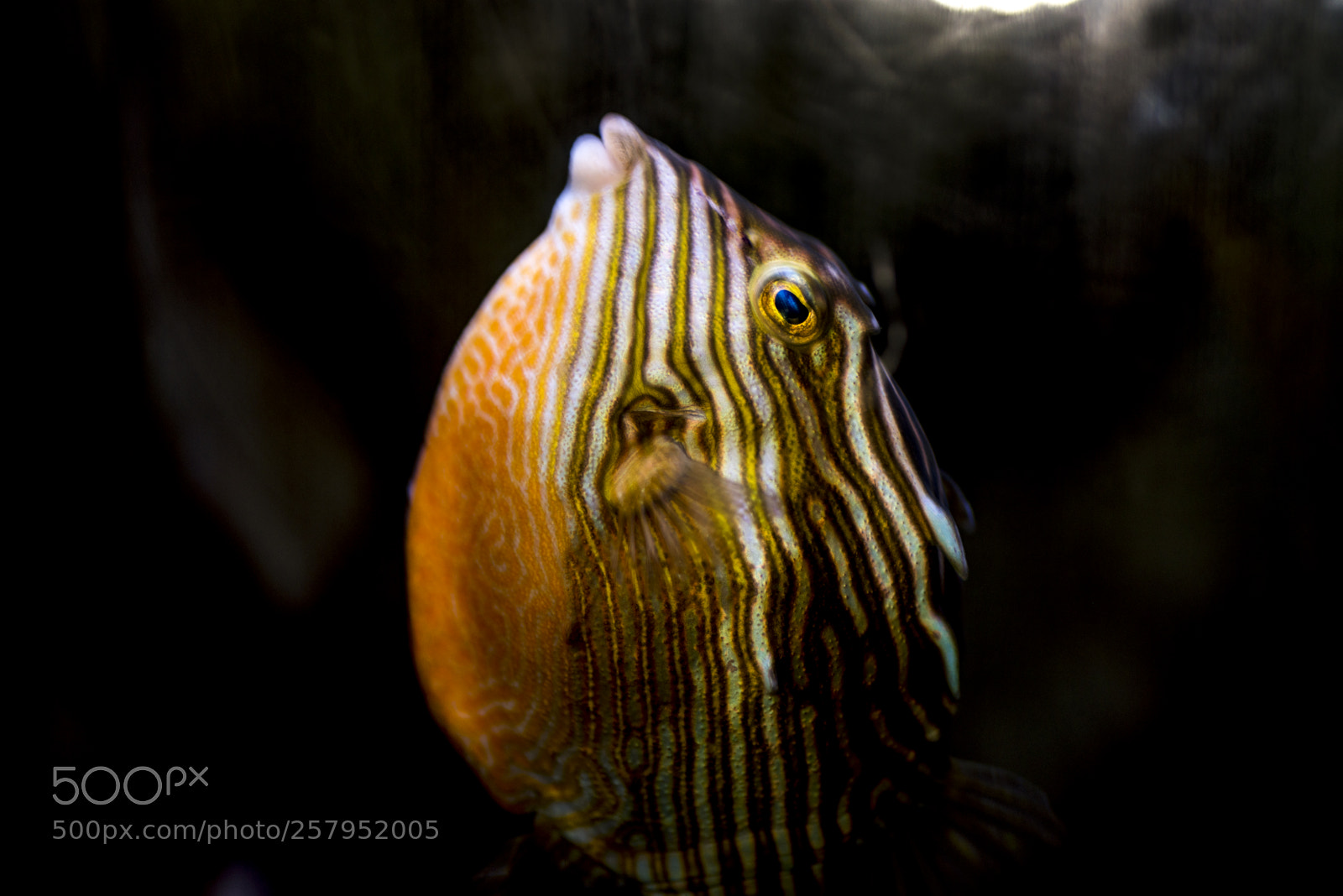 Nikon D600 sample photo. Puffer fish rising photography