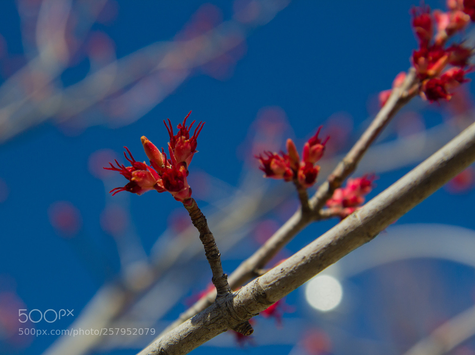 Canon EOS 550D (EOS Rebel T2i / EOS Kiss X4) sample photo. Bright spiky red photography