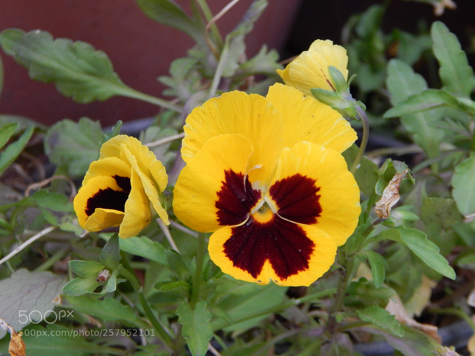 Nikon Coolpix L820 sample photo. Pensamientos photography