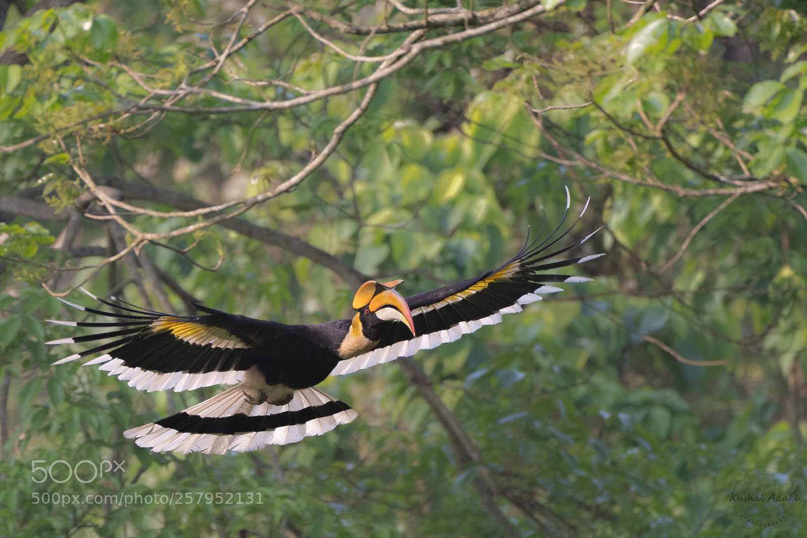 Nikon D500 sample photo. Great hornbill photography