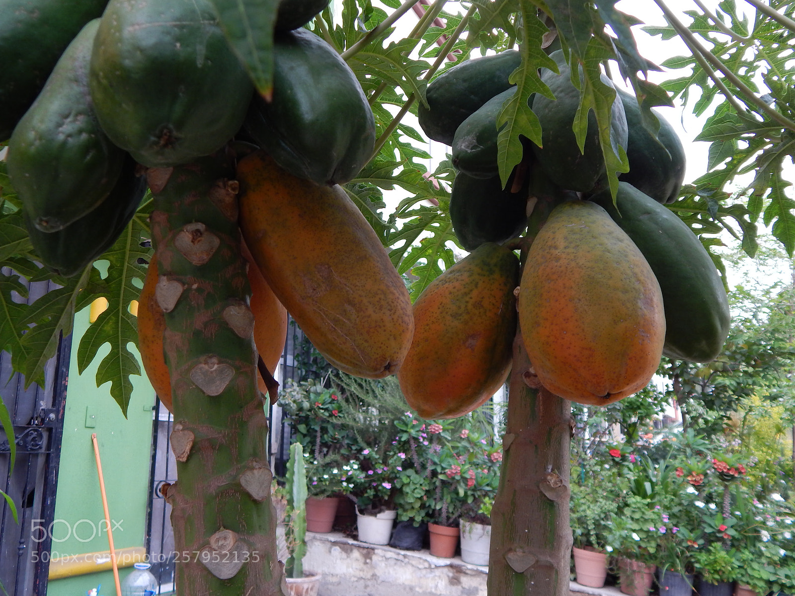 Nikon Coolpix L820 sample photo. Papayas photography