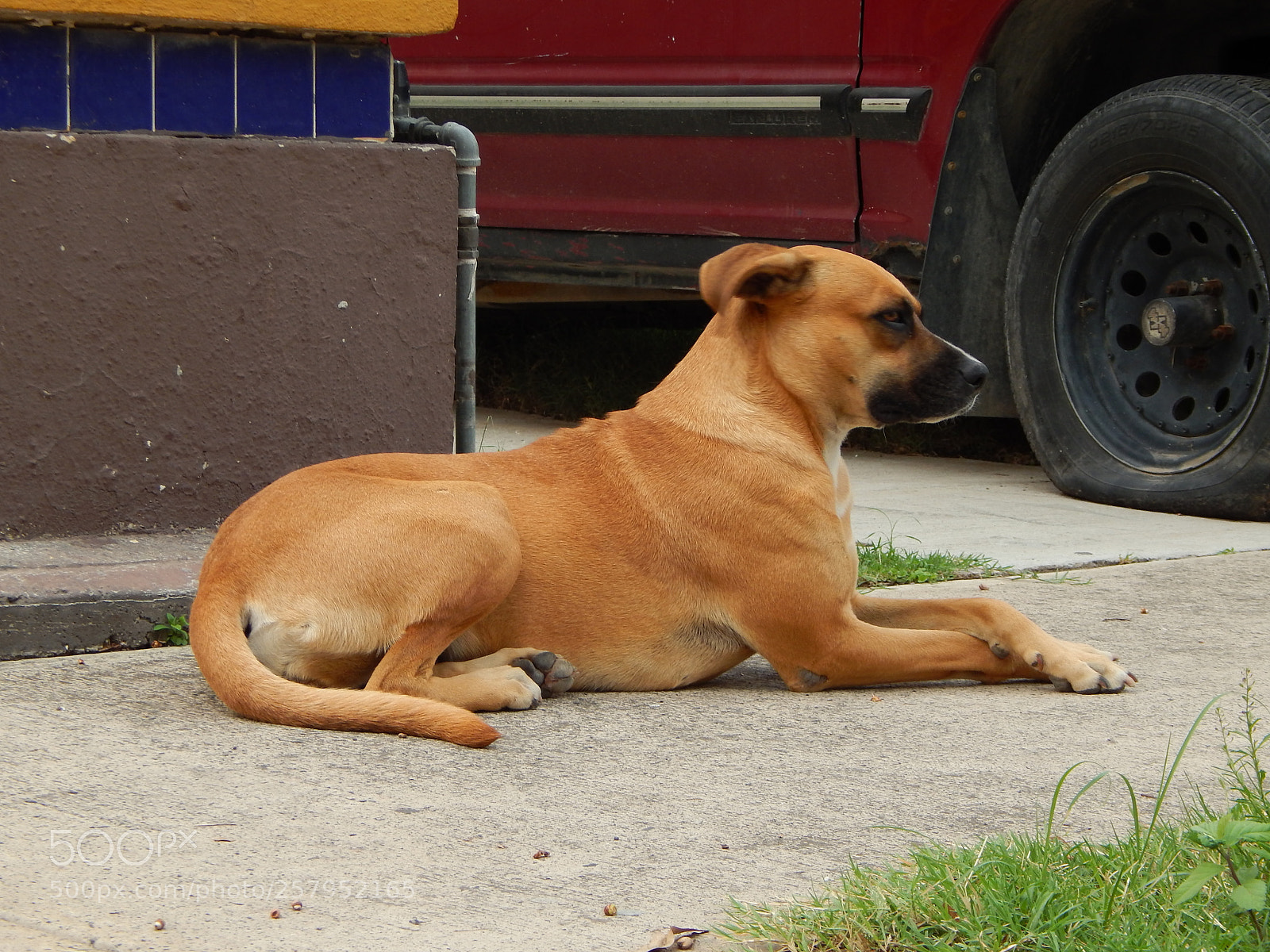 Nikon Coolpix L820 sample photo. Esperando a su amo photography
