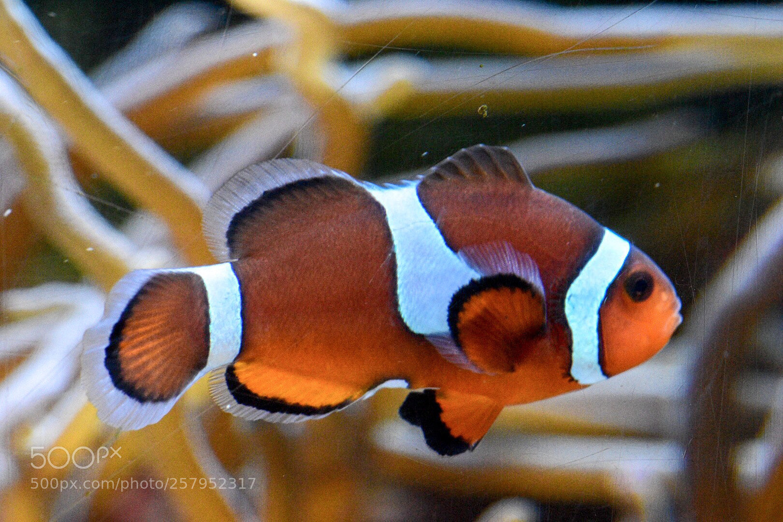 Nikon D5500 sample photo. We found nemo photography