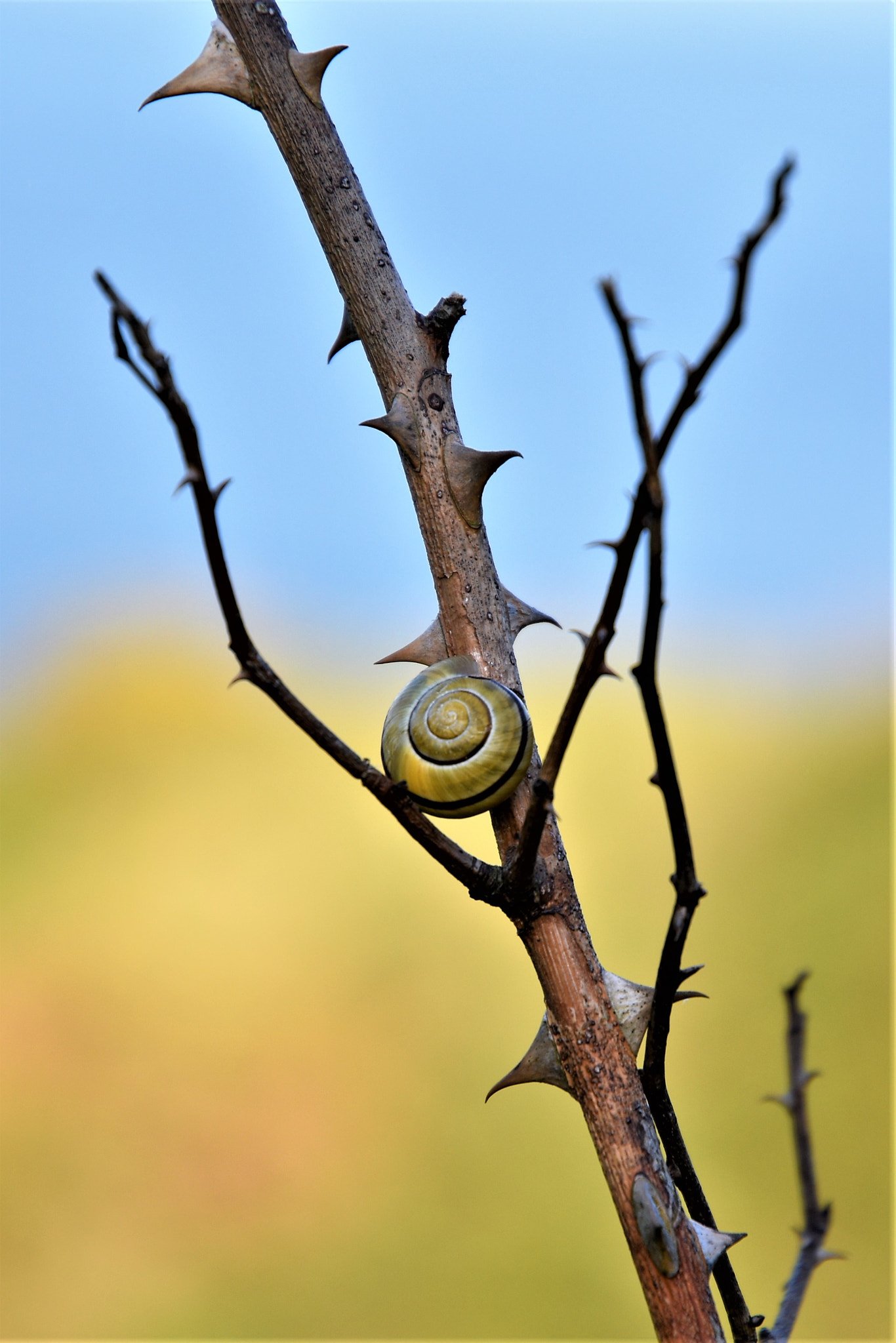 Nikon D5600 sample photo. Shell photography